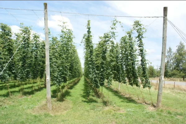 The amazing sight of fresh Hops in Moutere, New Zealand.