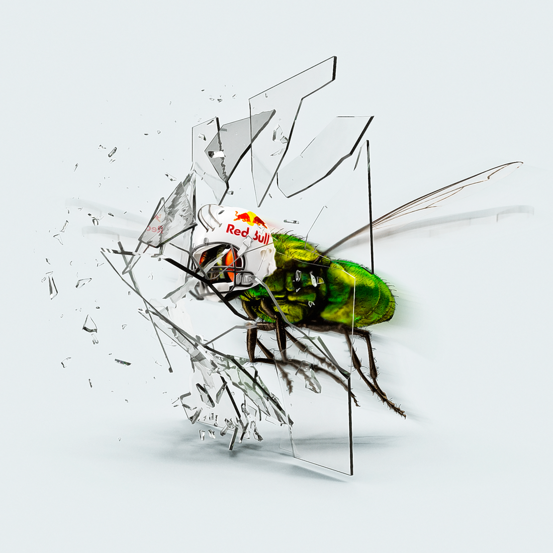 Fly-Latte.png
