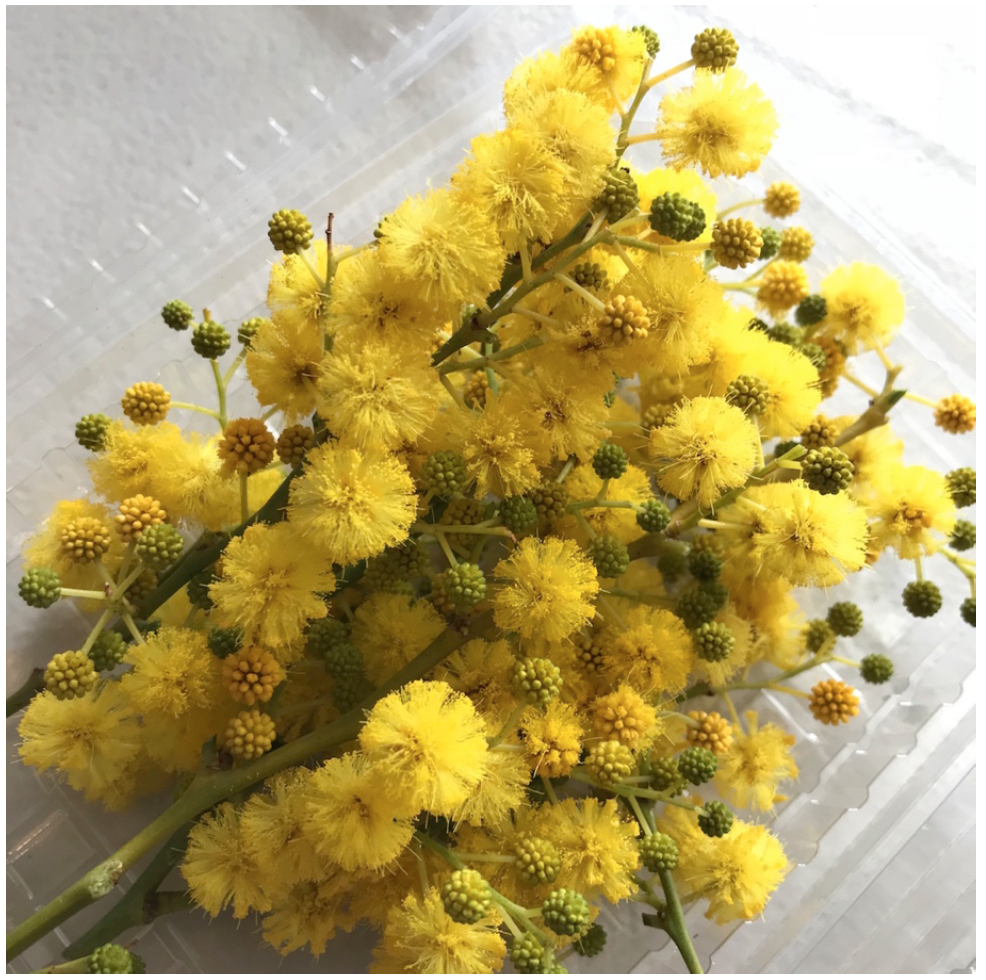 Black_wattle.png