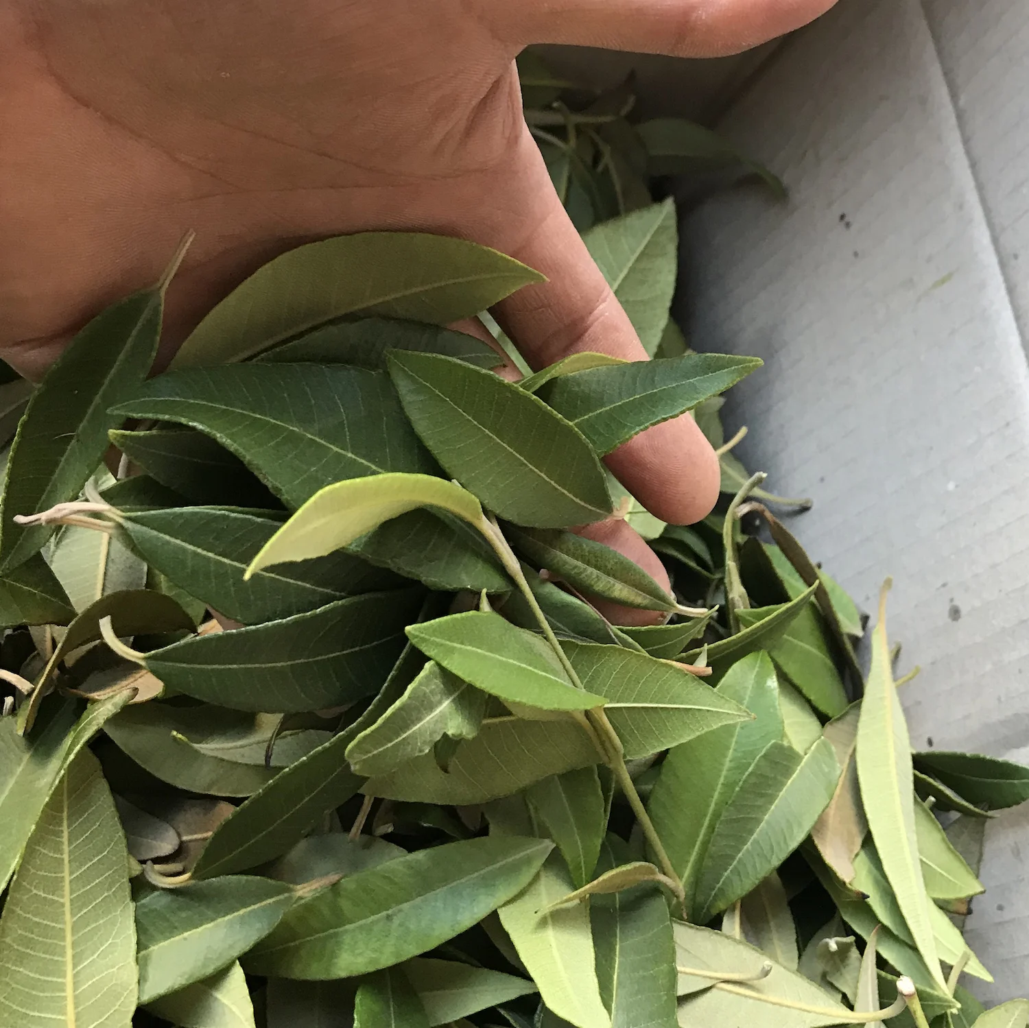 lemon myrtle smll.jpg