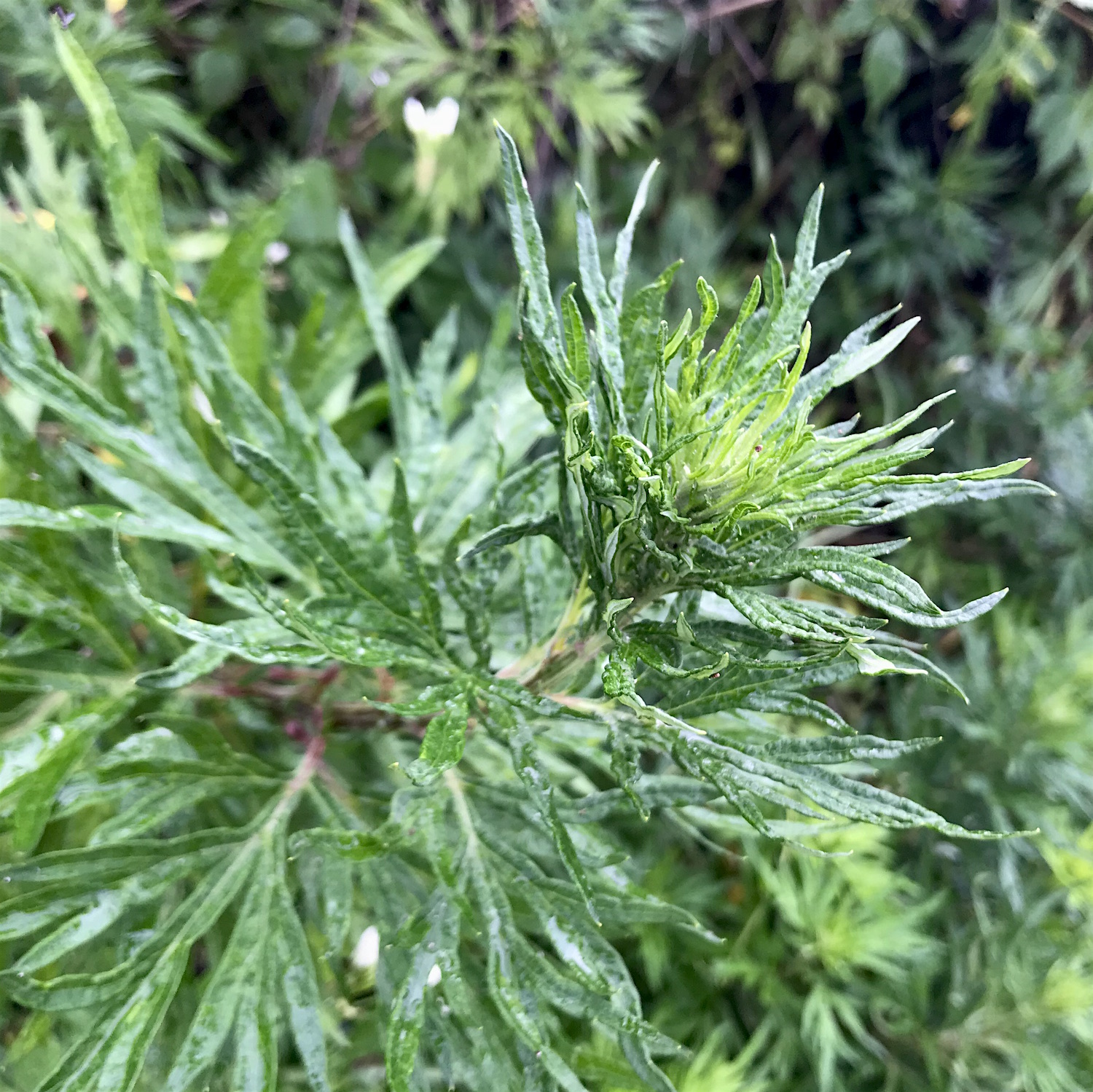 artemisia-bexley.jpg