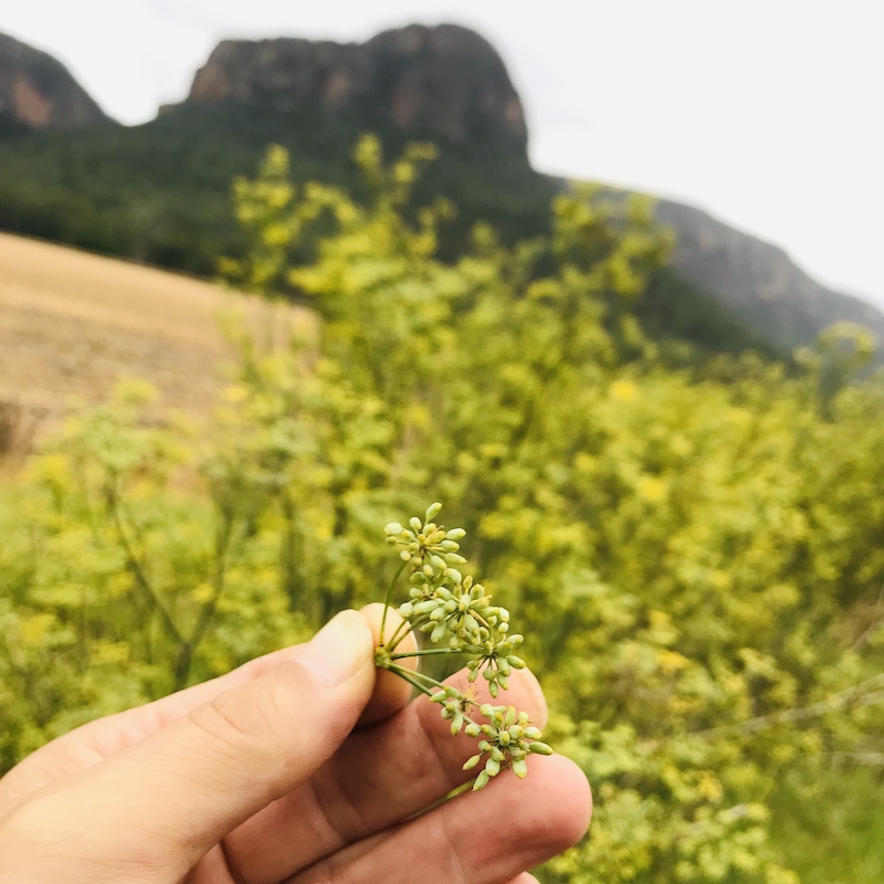 wildfeenel-seeds.jpg