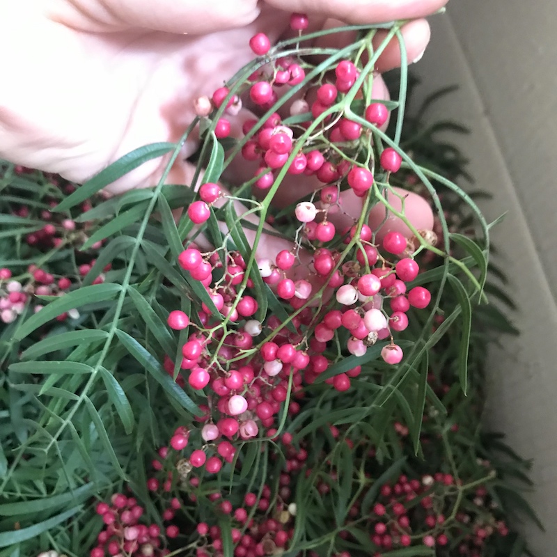 peppercorn-tree-berries.jpg
