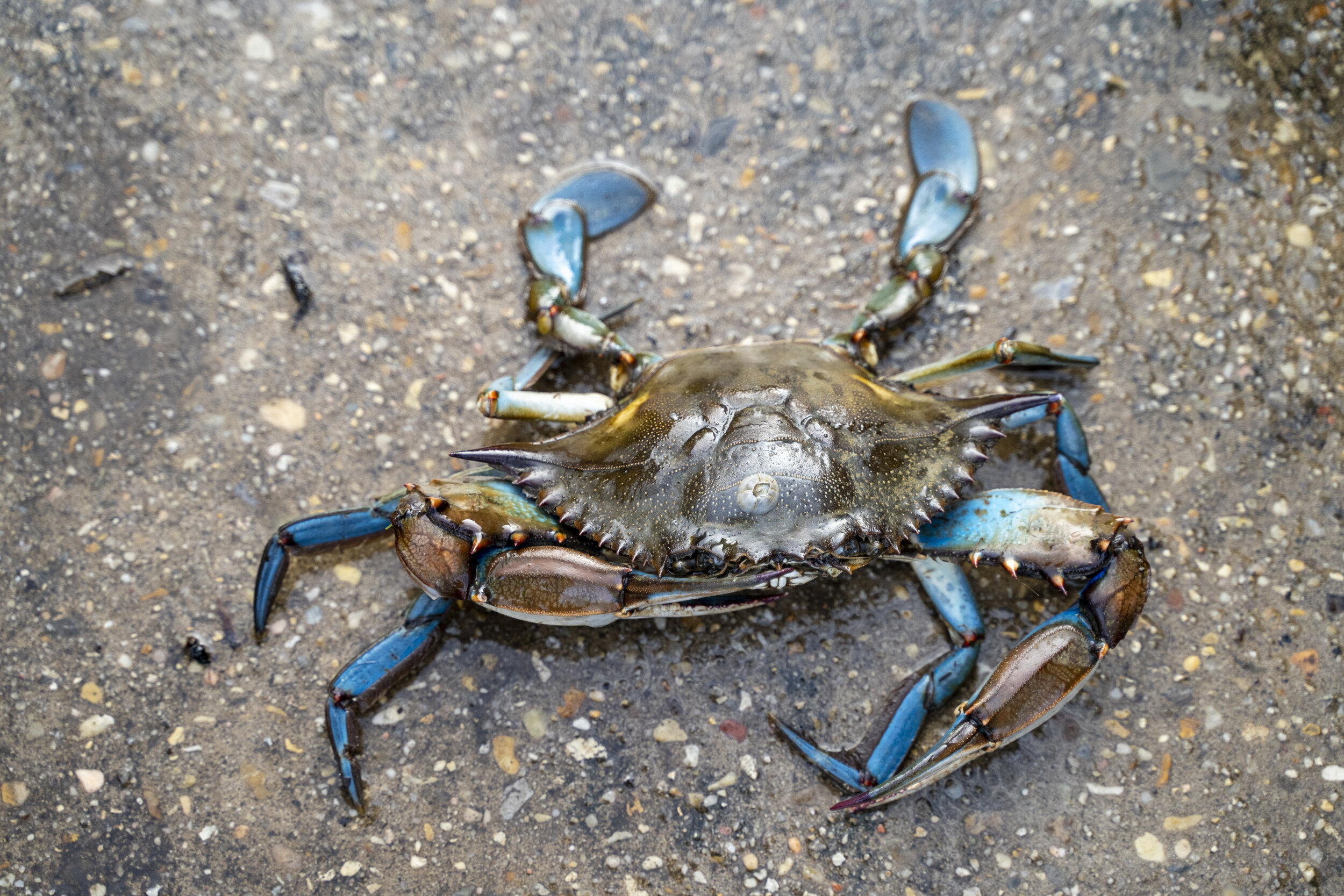 Crab 2.jpg