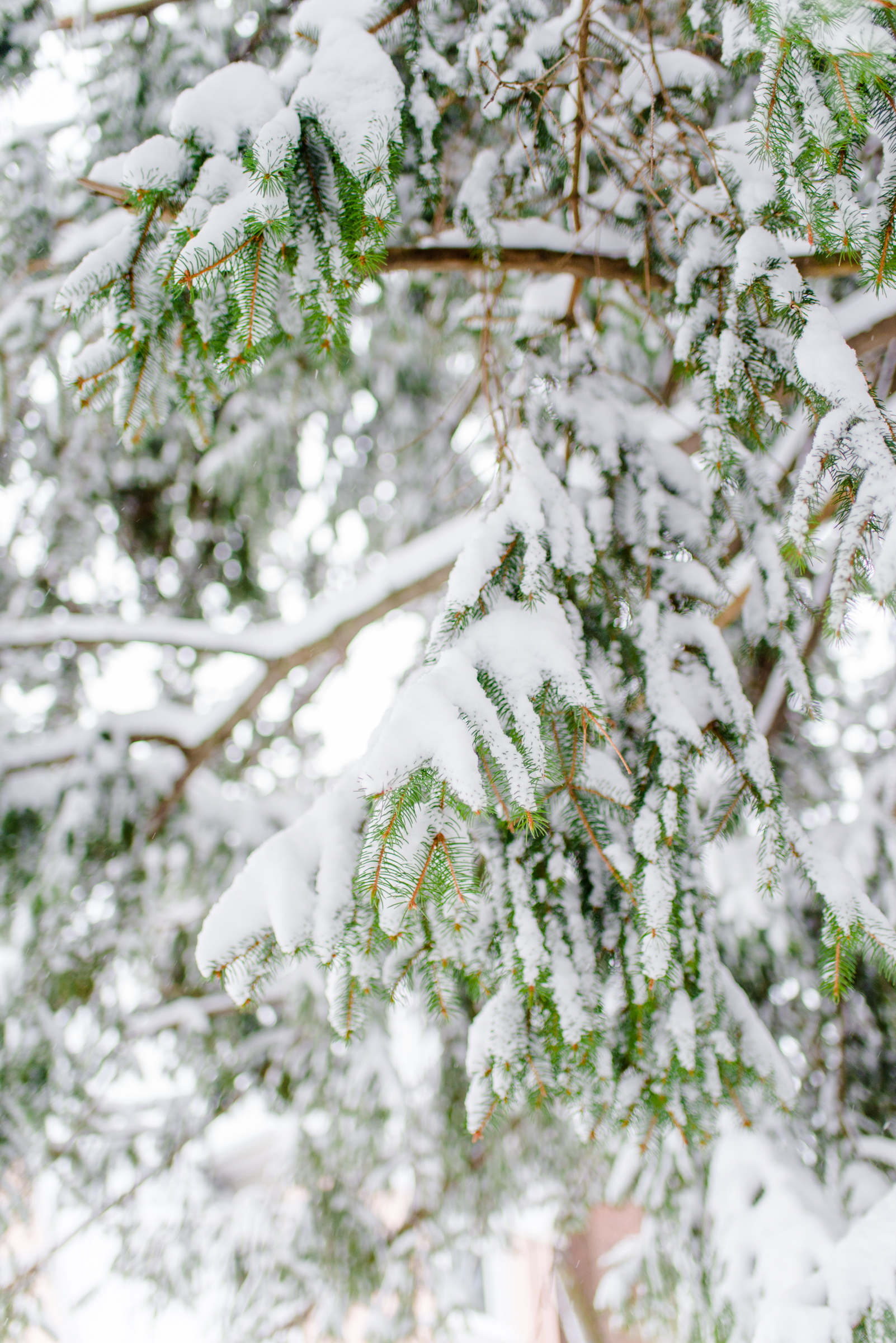 Kirsten-Smith-Photography-Snow-Day-8.jpg