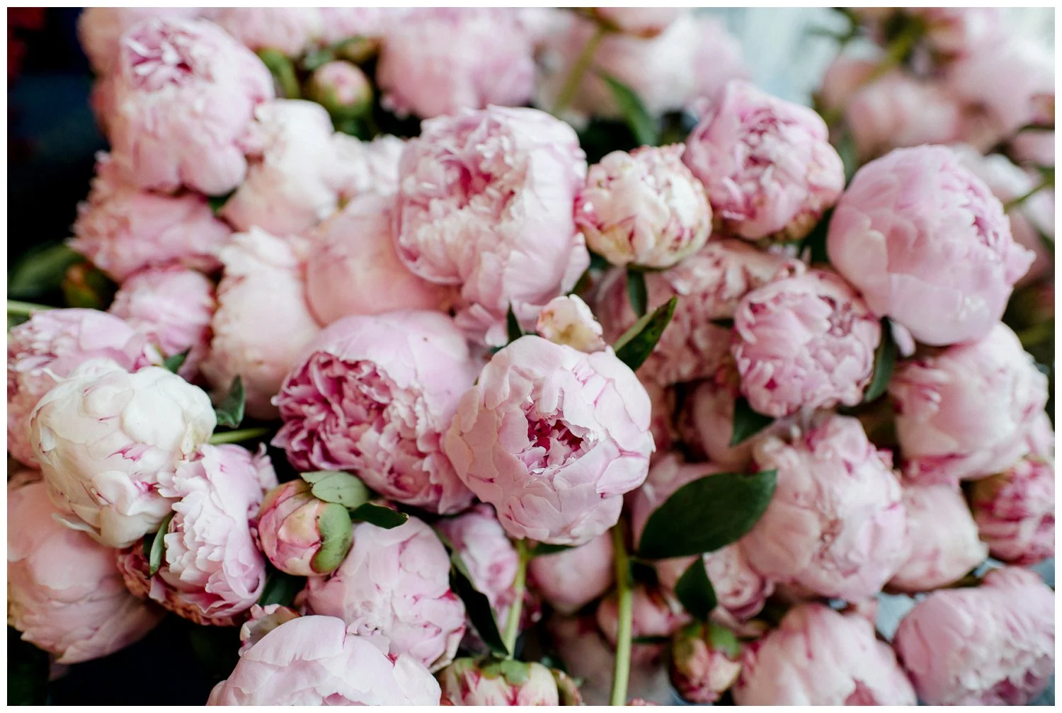 First Lady's Luncheon 2019 - Washington Hilton Hotel | Washington, DC