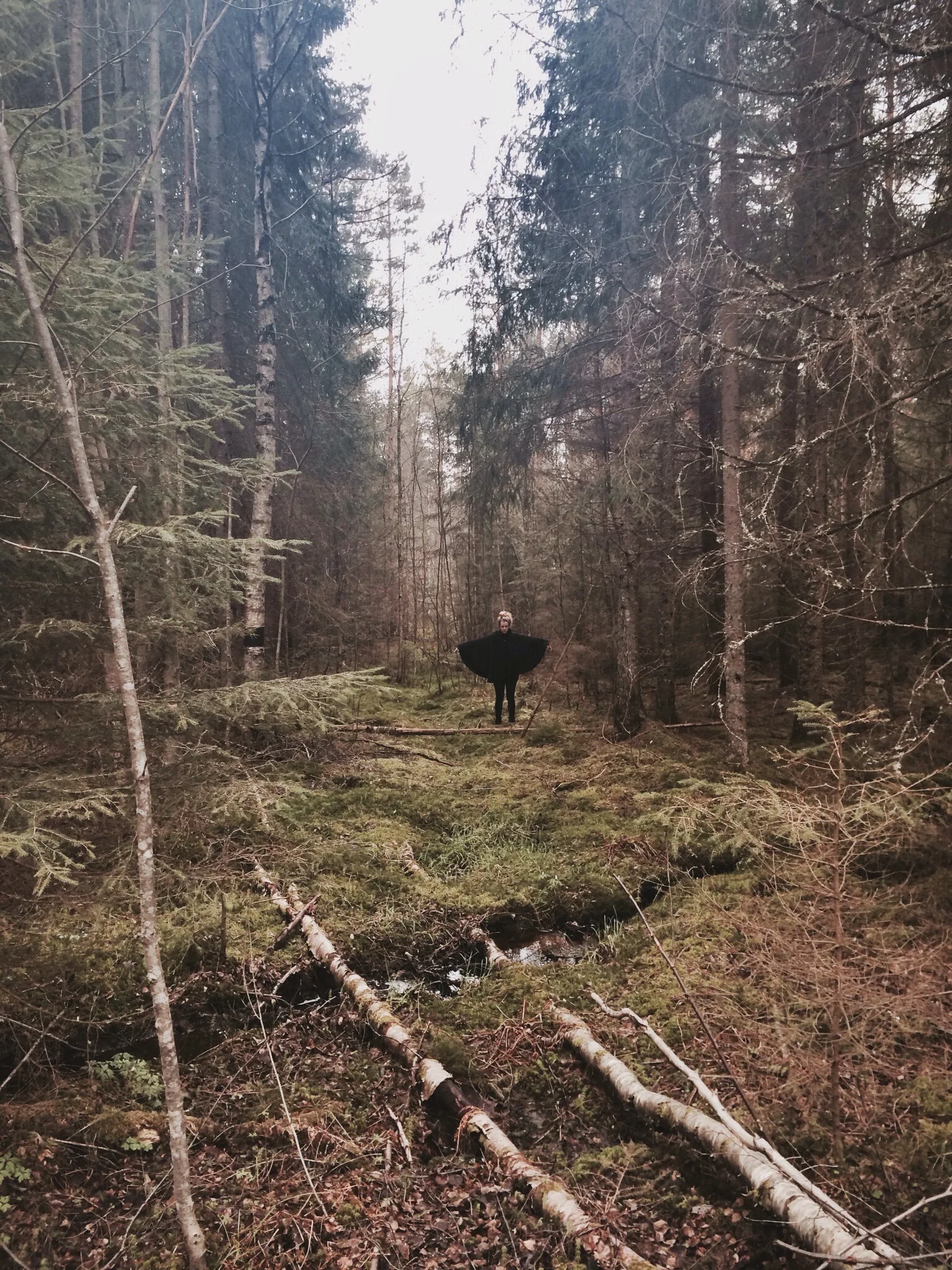 Hanna's Forest 