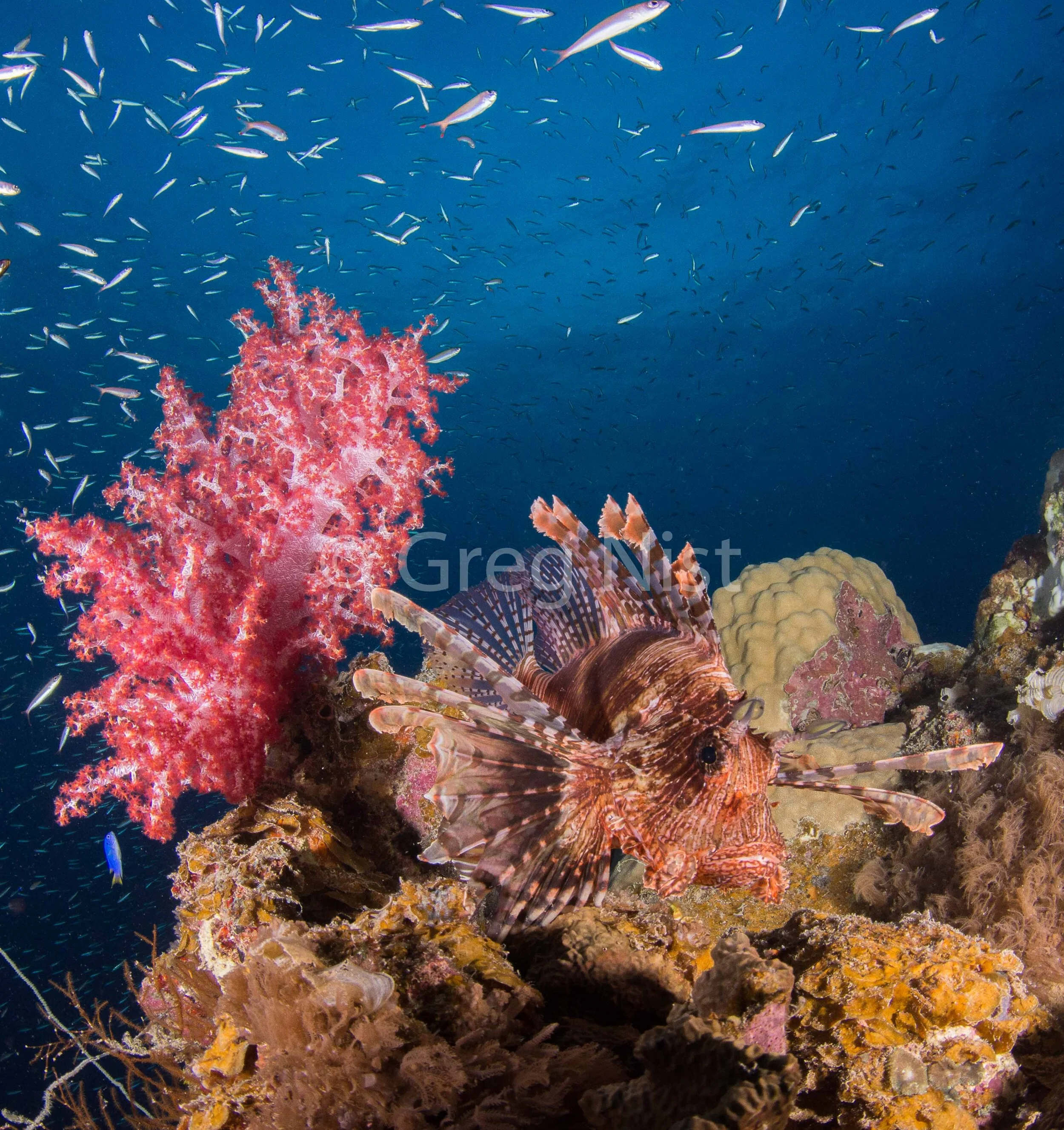 Lionfish on the Deck