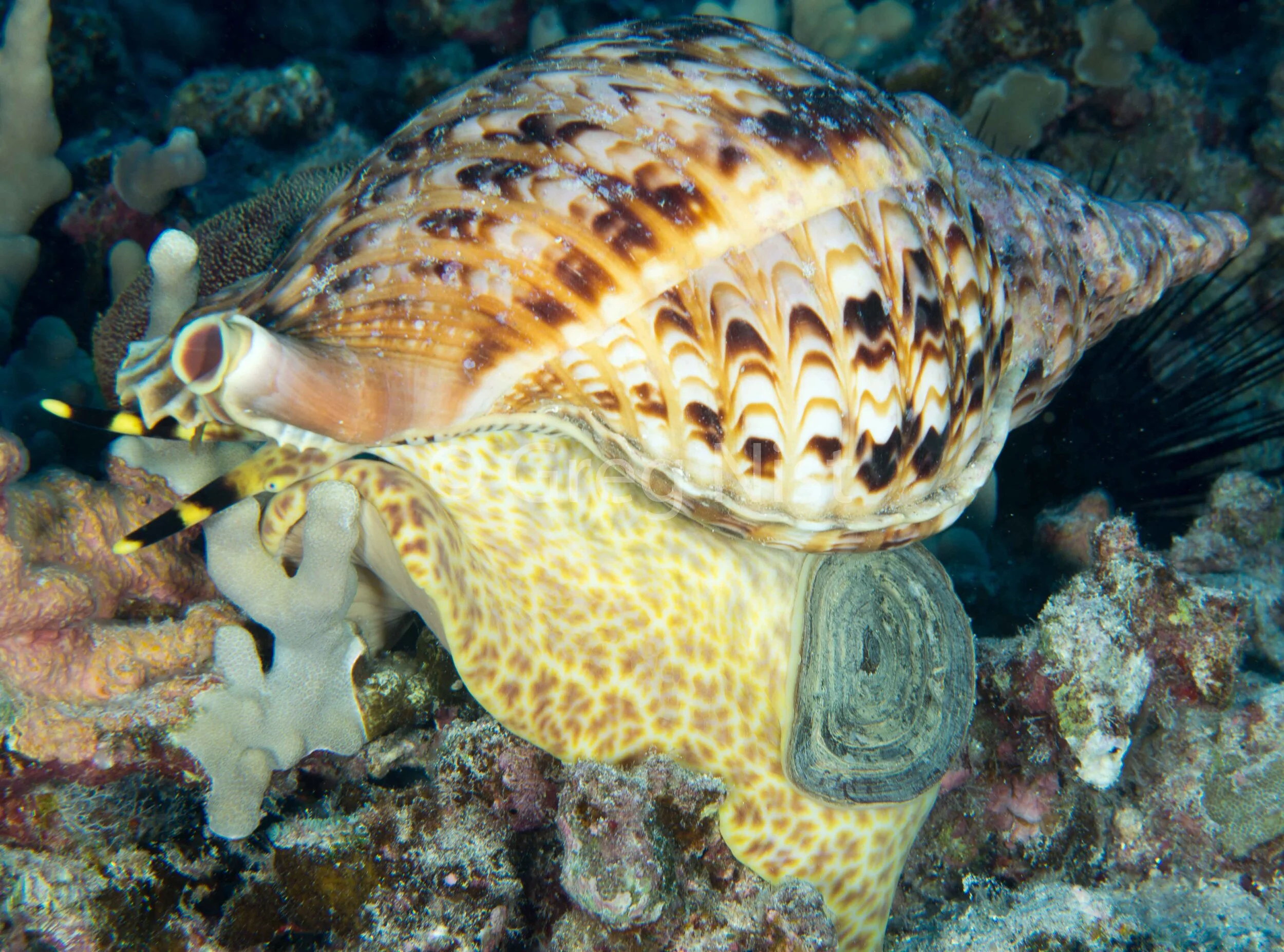 Pū (Hawaiian Conch Shell)