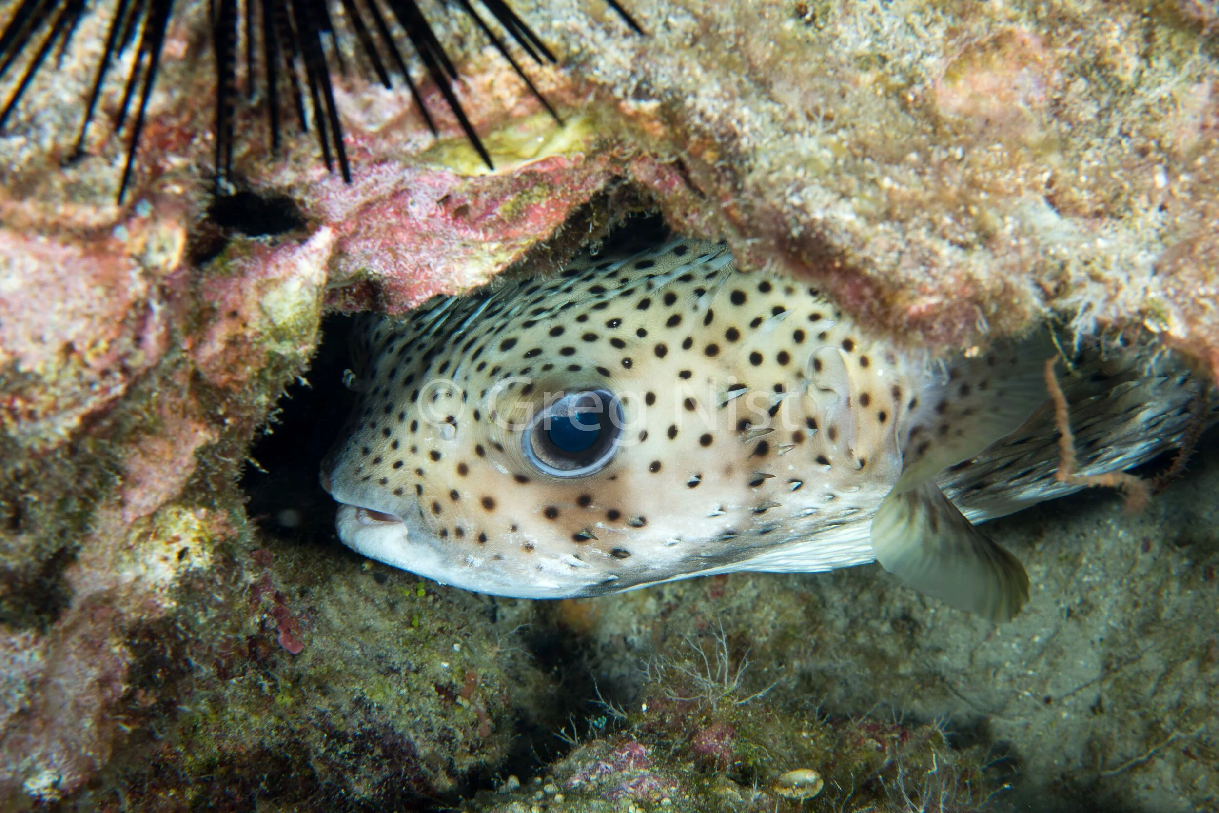 Pufferfish