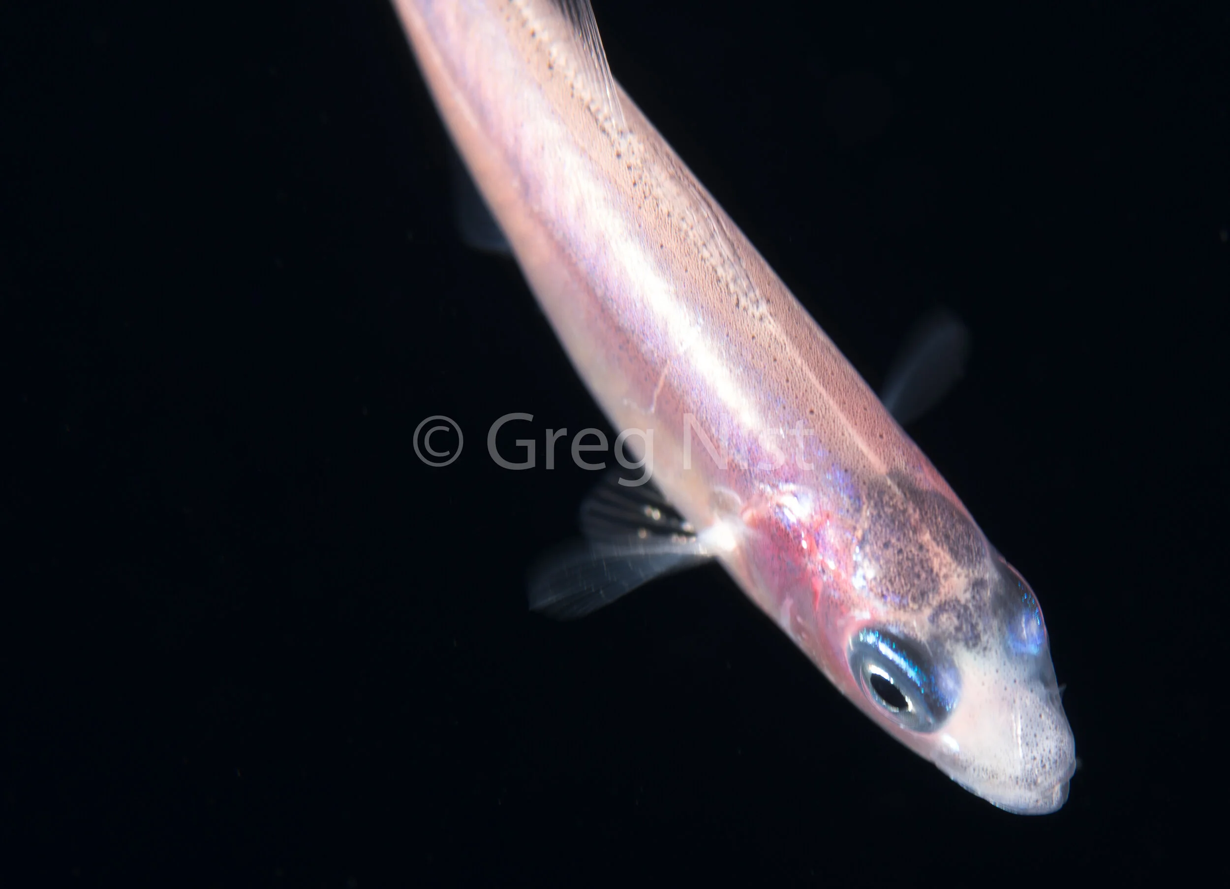 Pelagic Magic I