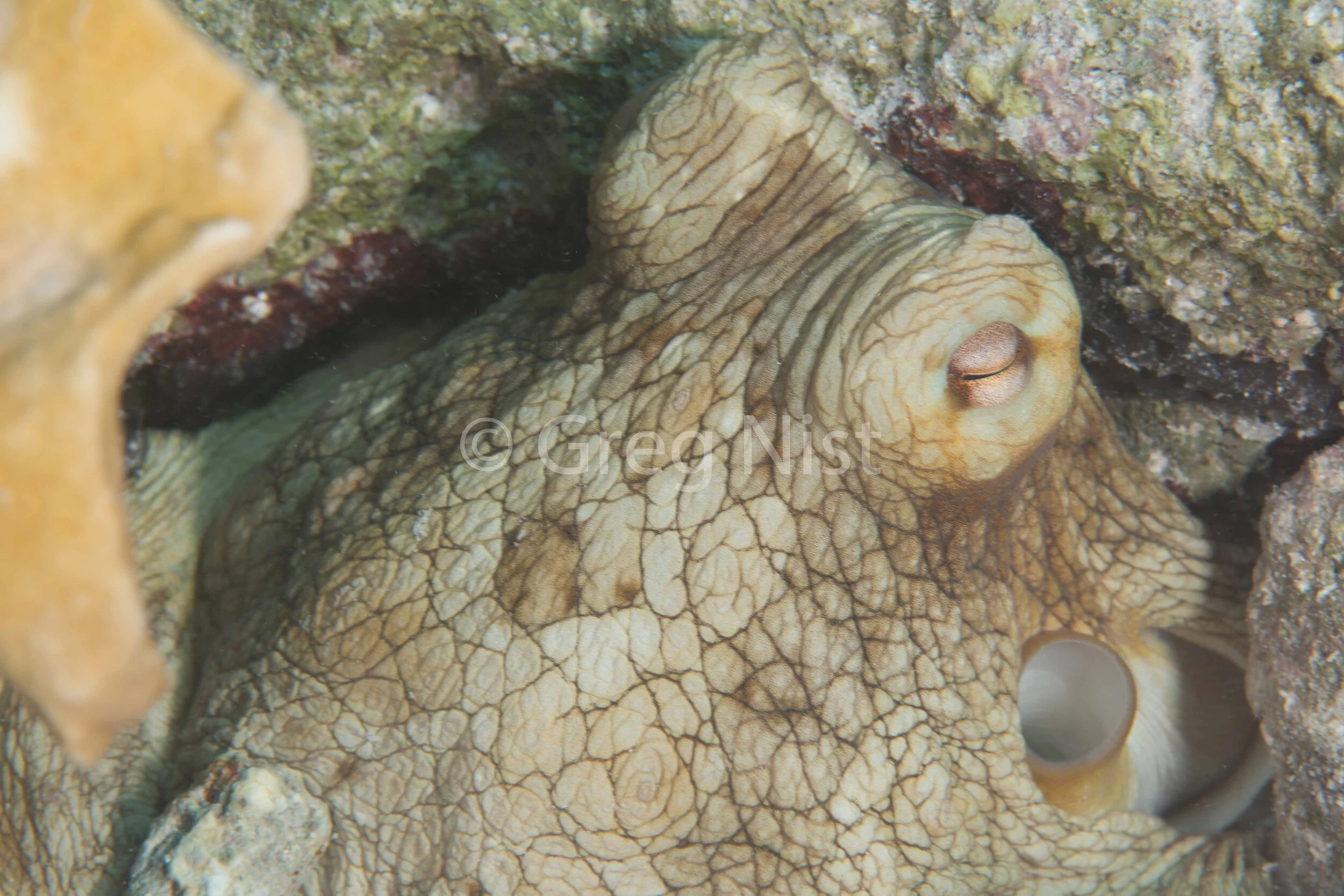 Octopus