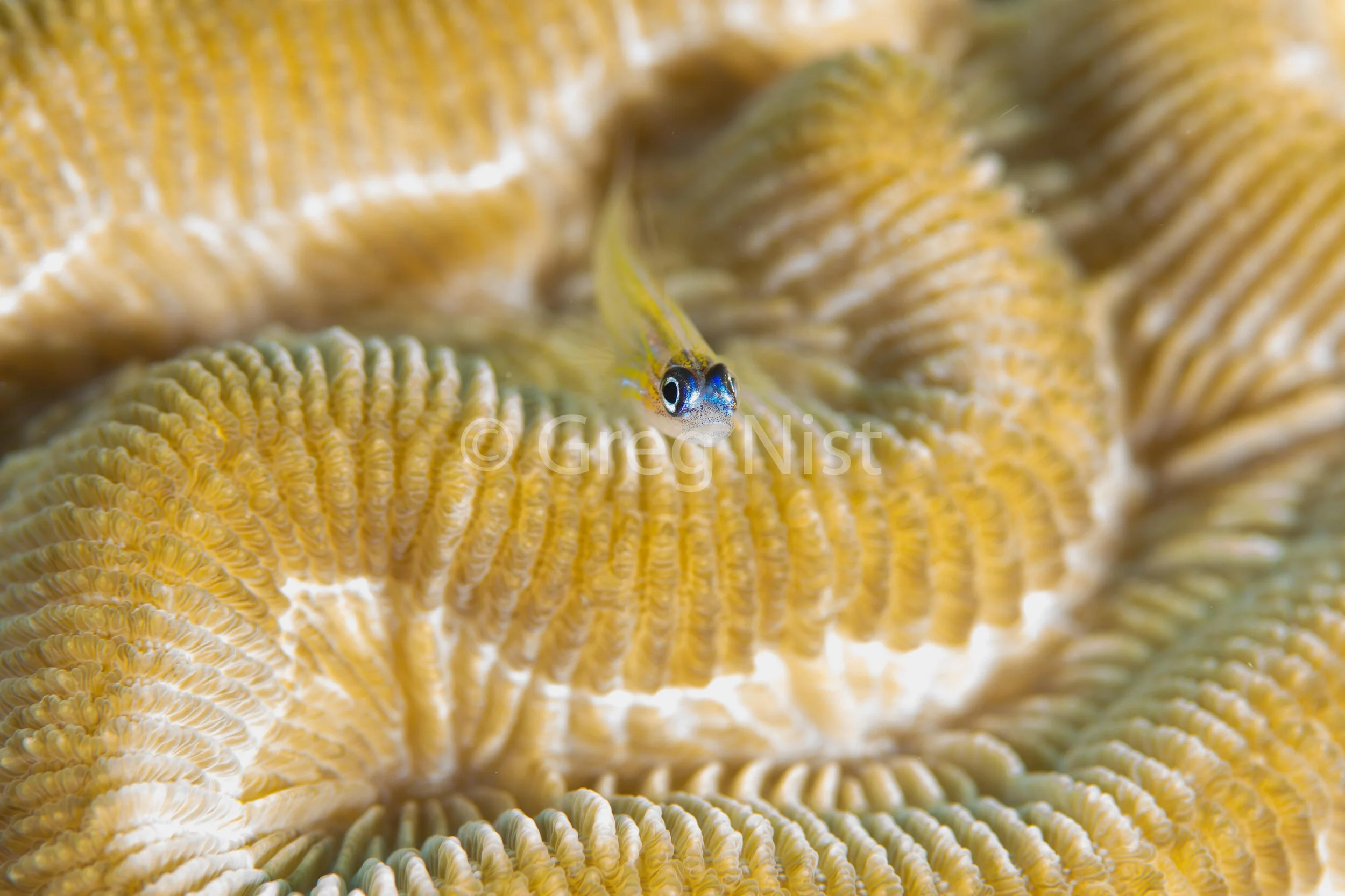 Peppermint Goby