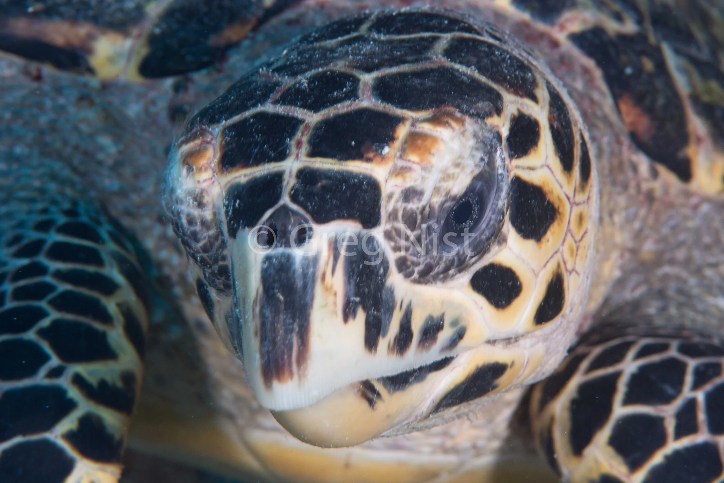 Eye of the Turtle
