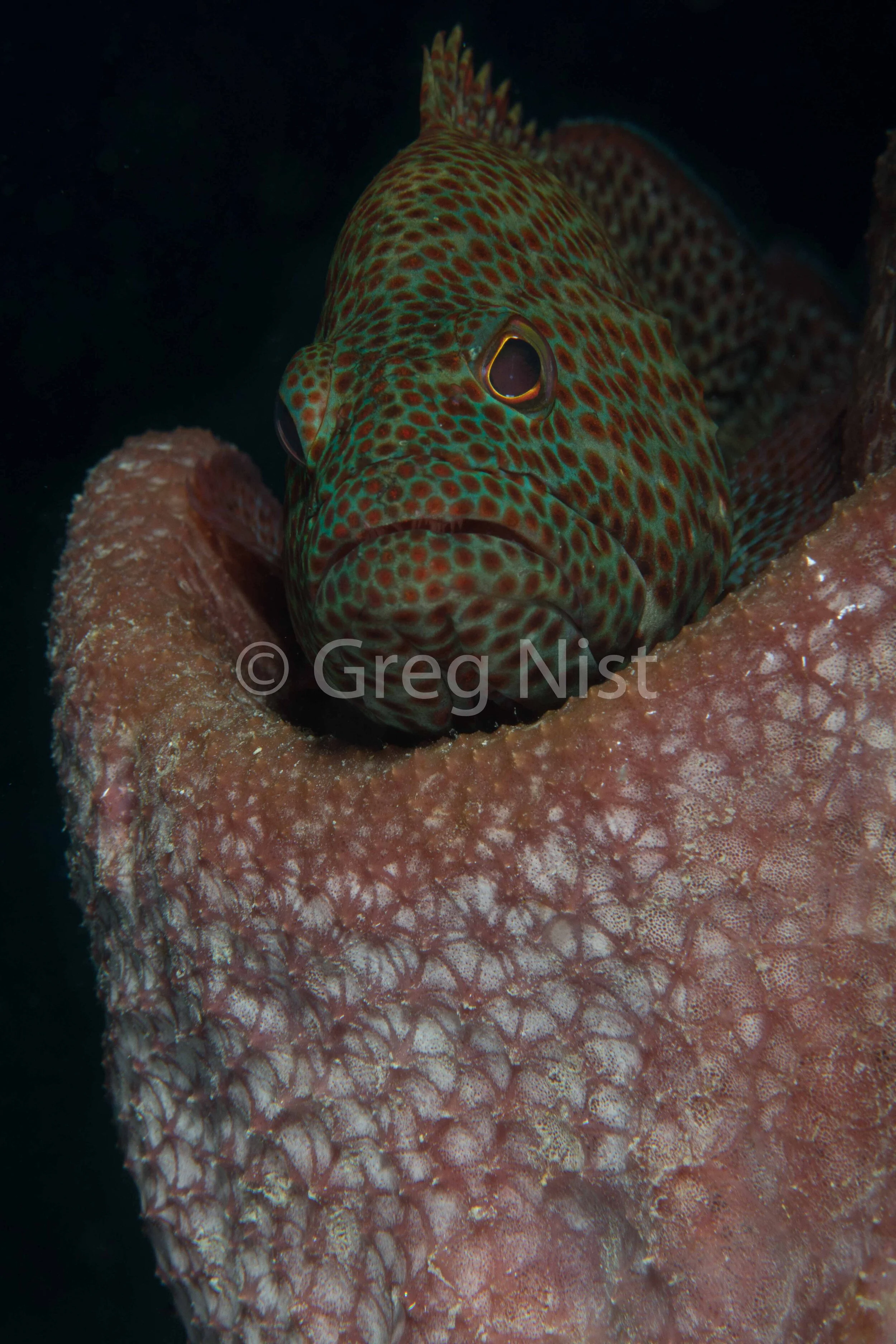 Tiger Grouper