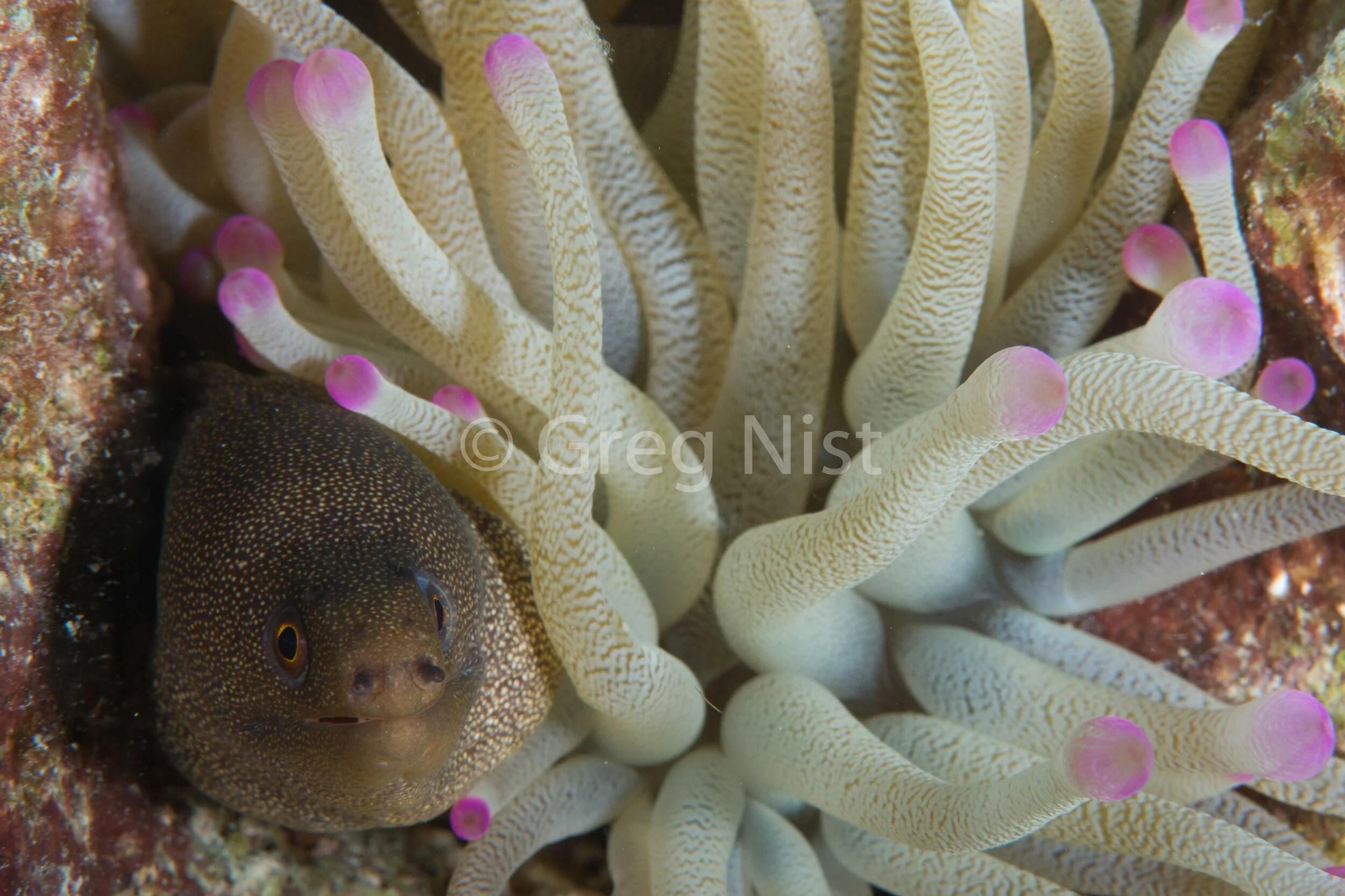 Anemone and Eel