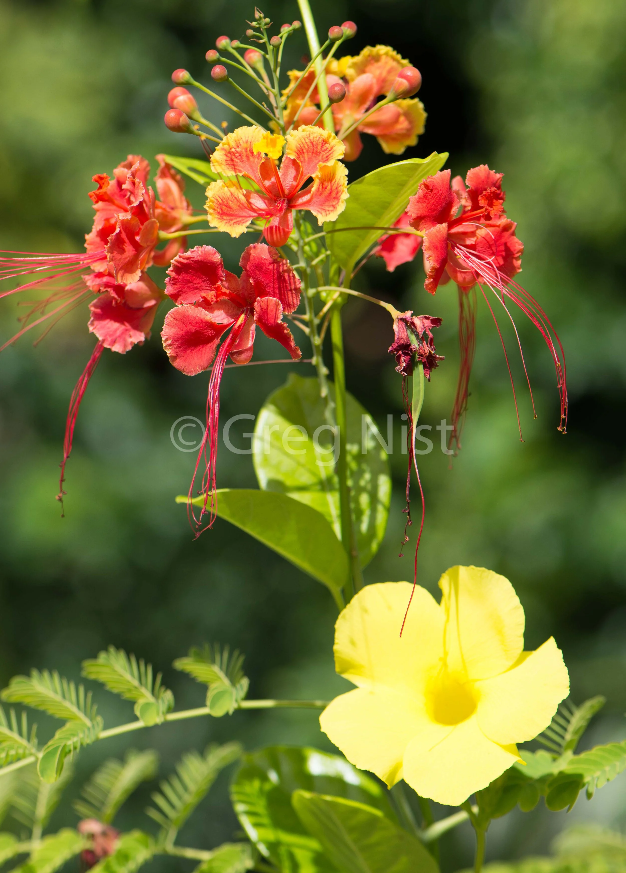 Bonaire Flowers