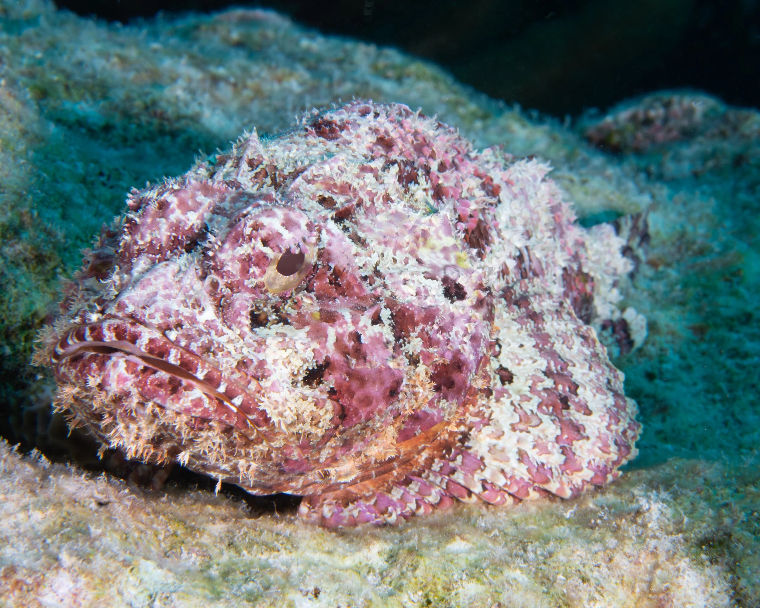 Scorpionfish