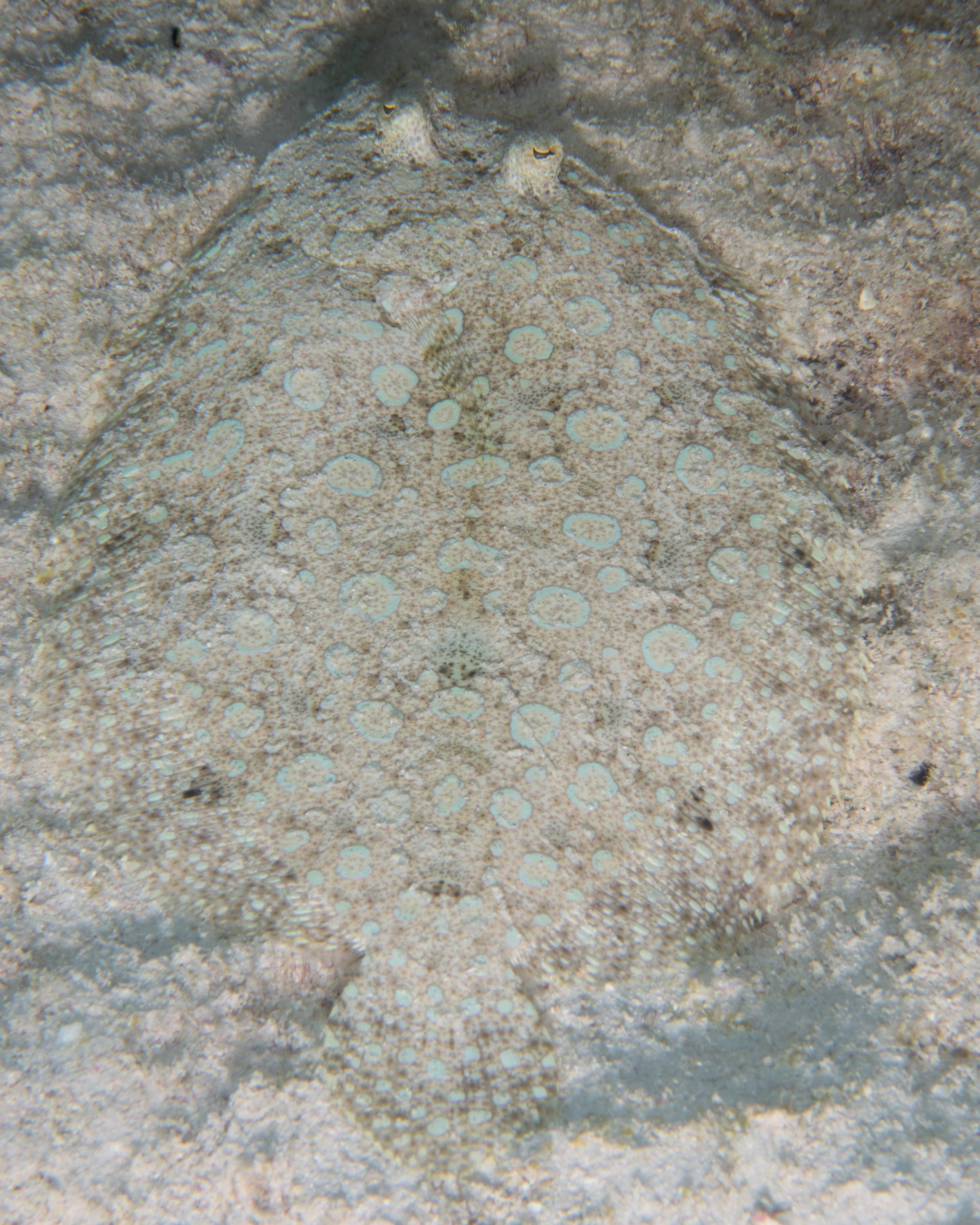 Flounder