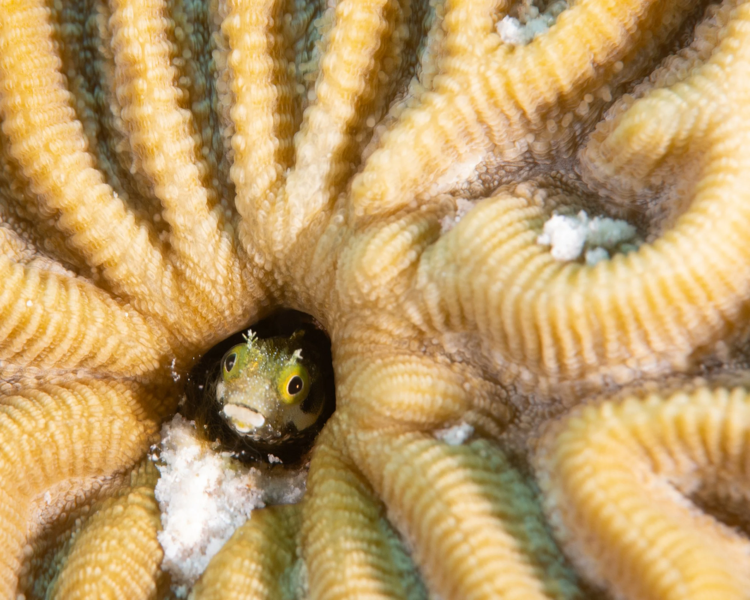 Spinyhead Blenny