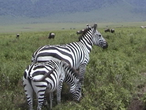 Zebra mom & baby_KStanleyPhoto.png