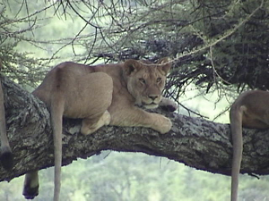 treelions_Tanzania_KStanleyPhoto.png