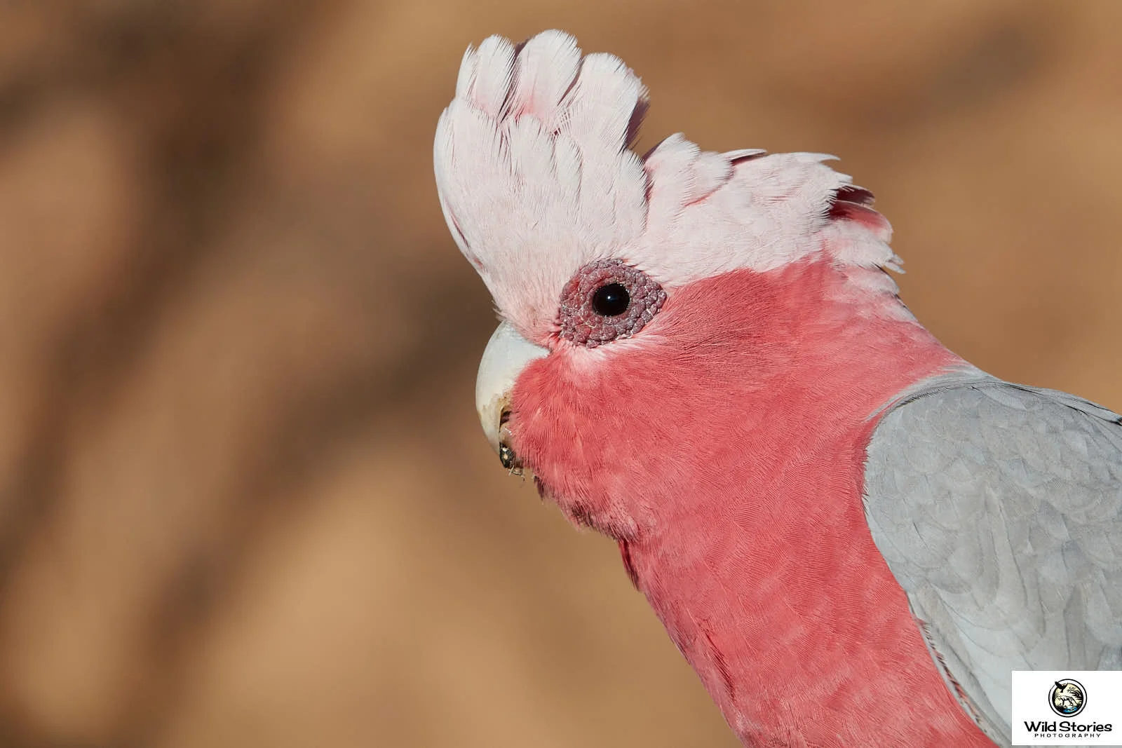 Galah