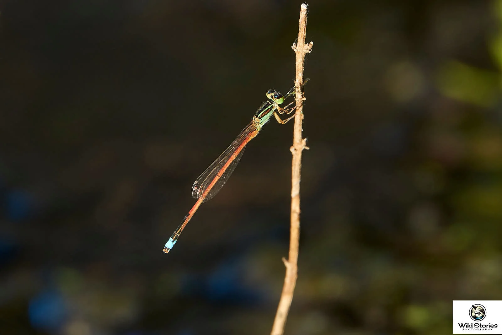 Aurora Bluetail Damselfly