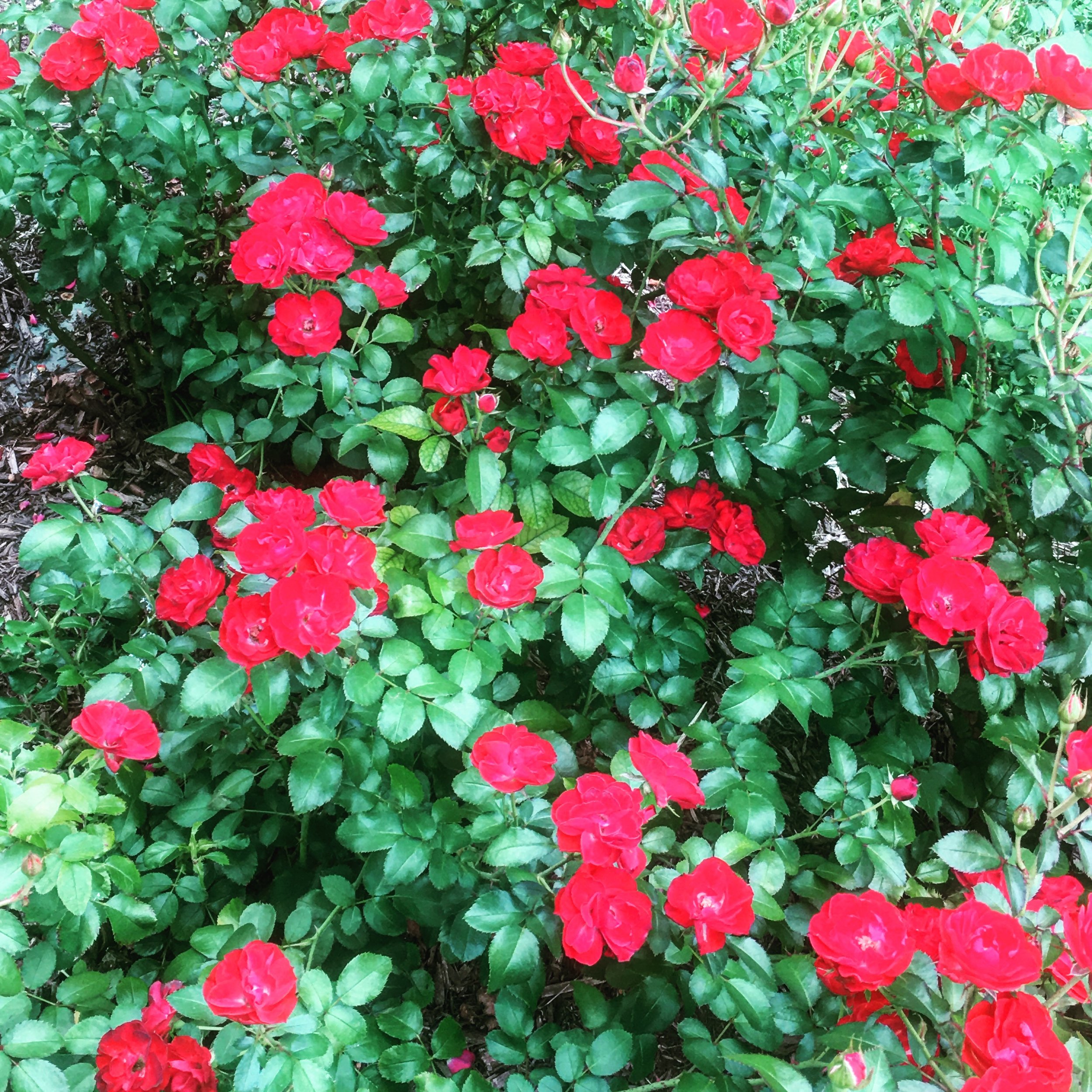 Research as Spiritual Practice, Catalysts on the Journey & Fulfilling Your Destiny