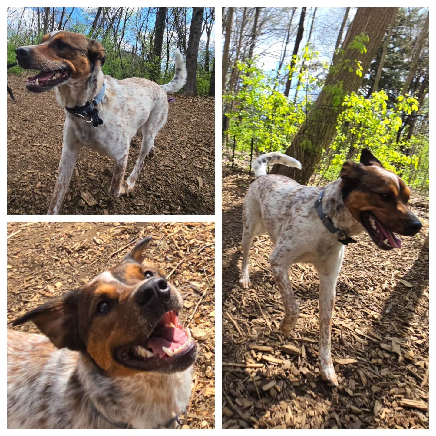 Please welcome our newest pack member, Hollis! 🥳 #packmember #packplaytime #dogadventures #cattledogmix  #happypup  #yourpersonalpacksitterlc #ypps