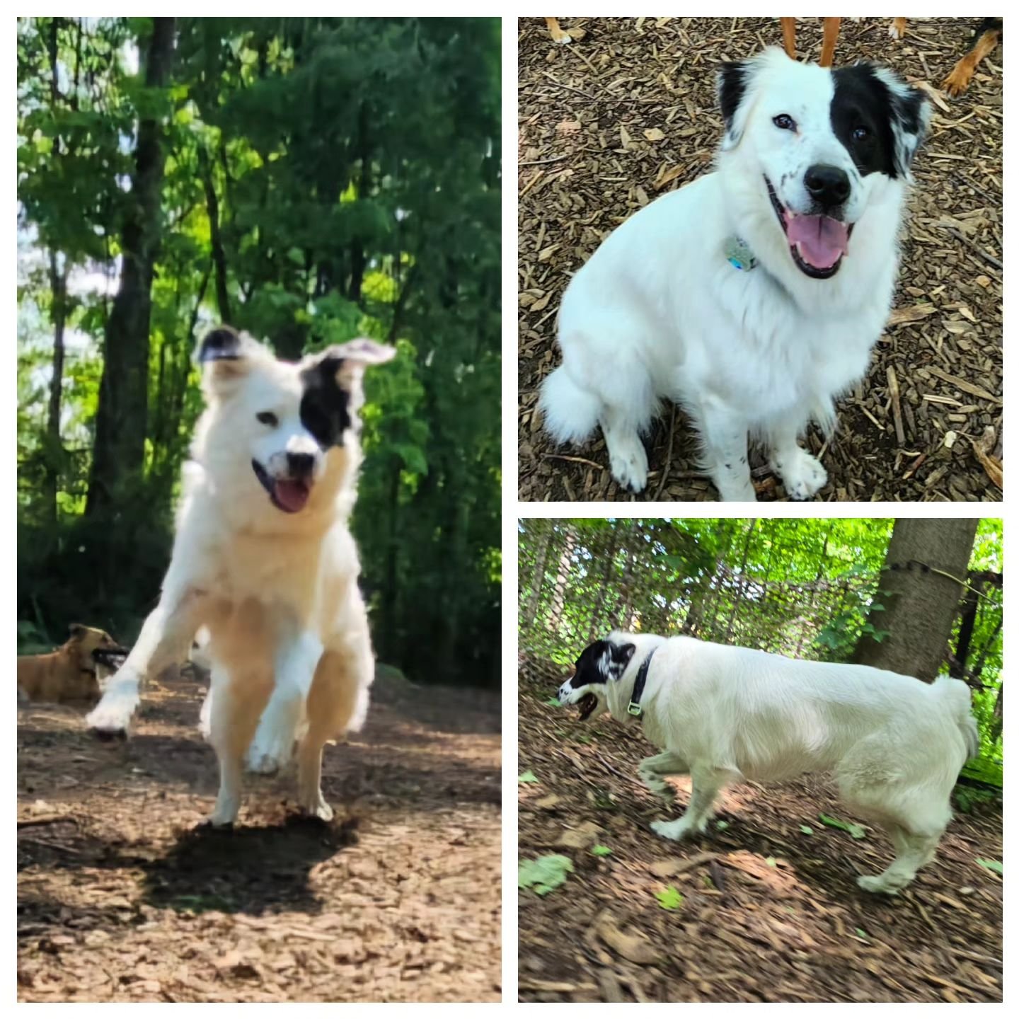 Please welcome our newest pack member, Bodhi! 🥳 #packmember #packplaytime #aussiemix #dogadventures #outdoors #offleash #happypup #ypps ##yourpersonalpacksitterllc