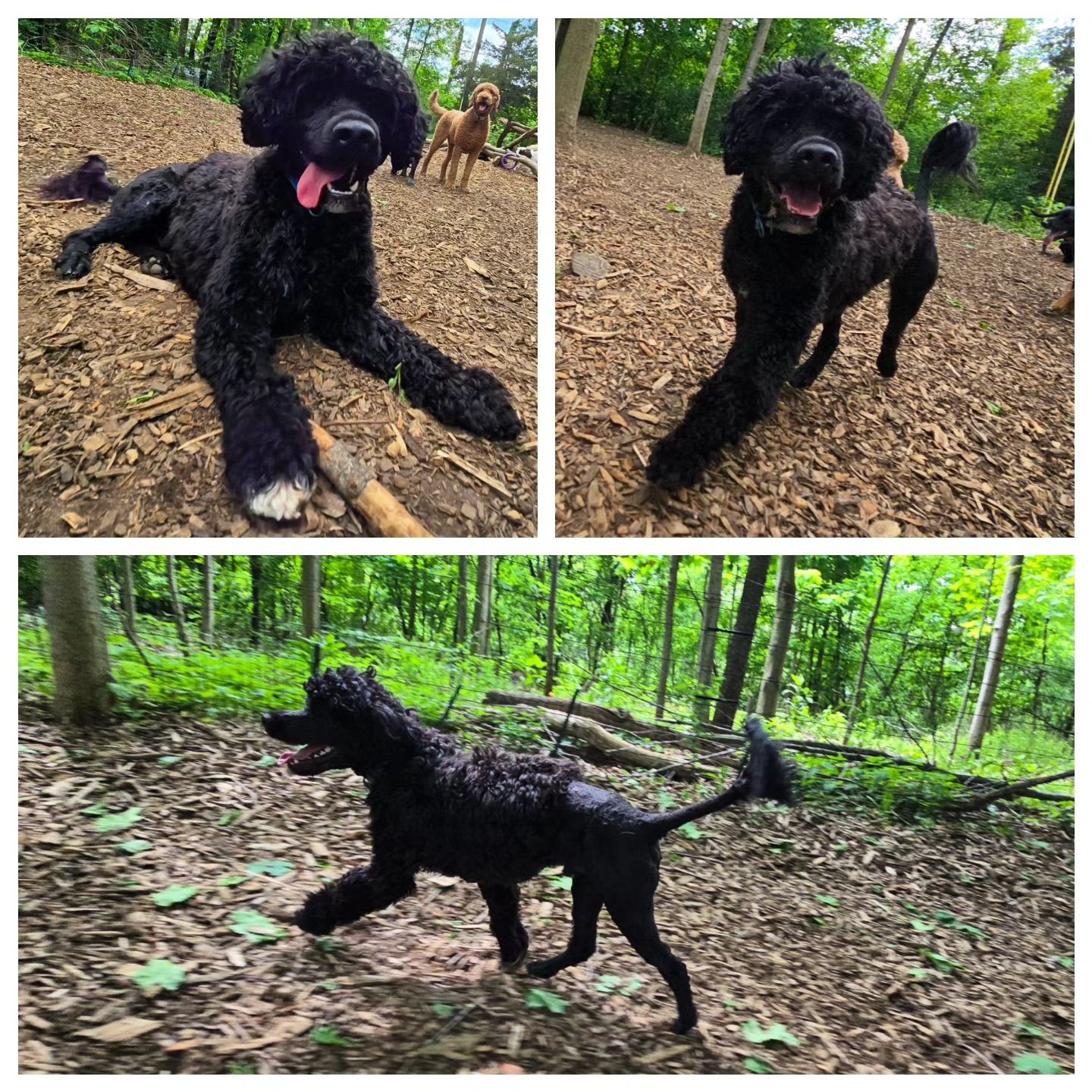Please welcome our newest pack member, Puddle! 🥳 #packmember  #packplaytime  #dogadventures  #portuguesewaterdog  #happypup #forestfun  #ypps  #yourpersonalpacksitterlc