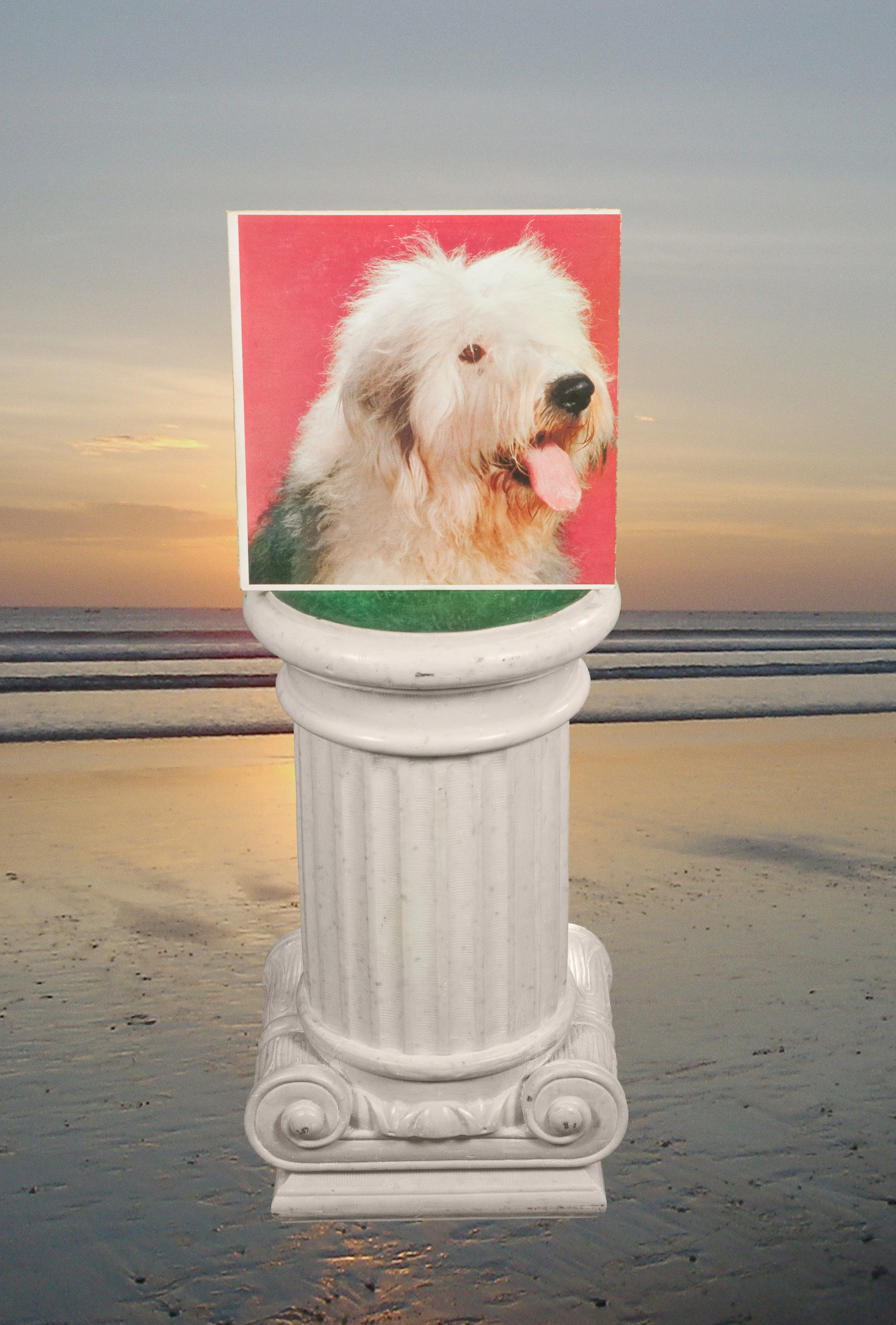 beach_dog.jpg