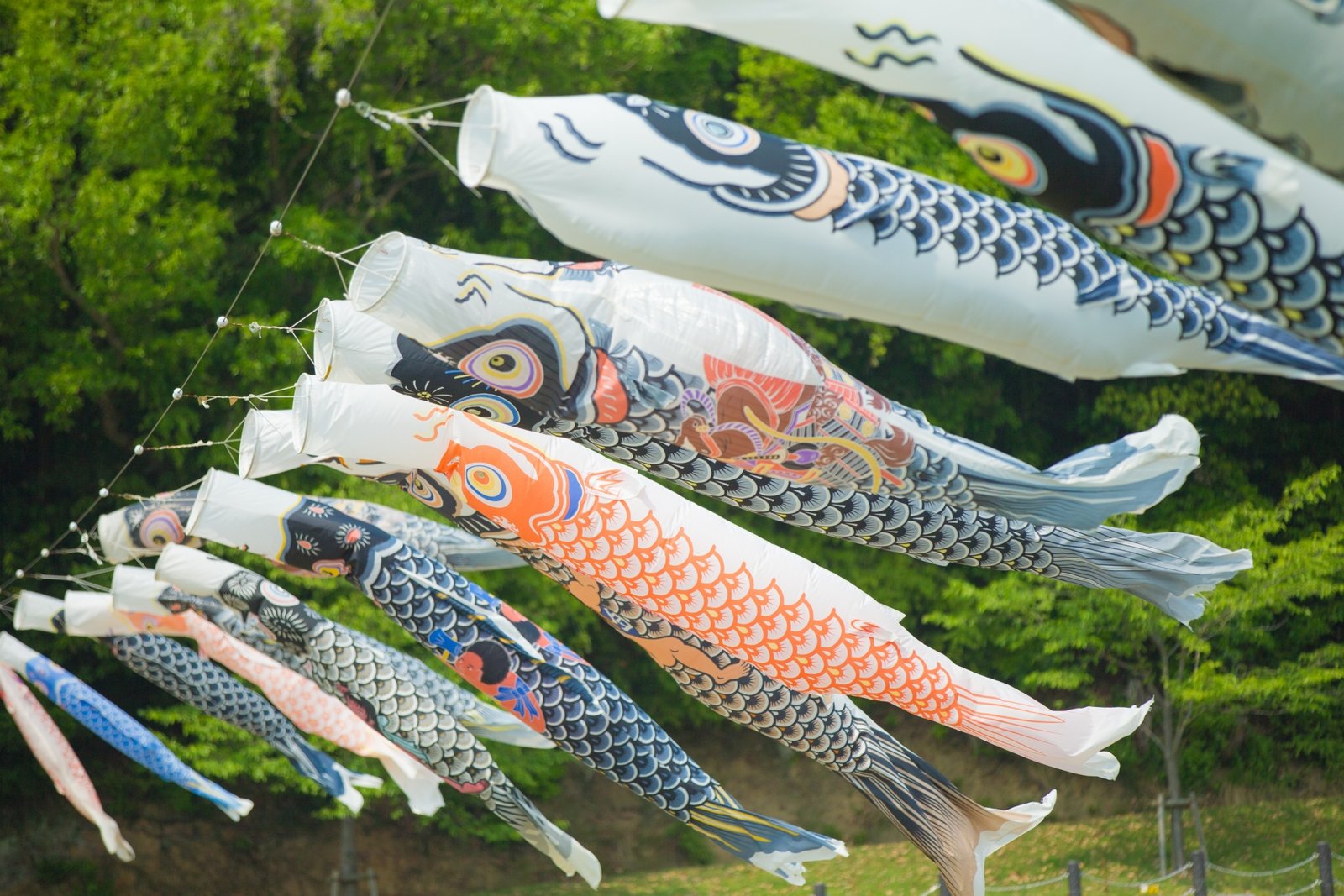 Carp.jpg