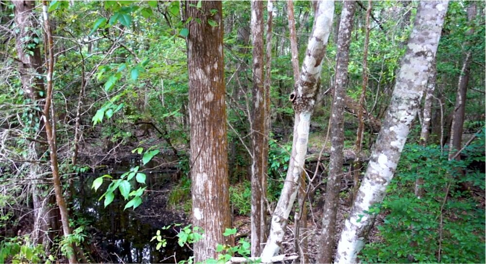 Various trees, shrubs and plants located at Wakulla Springs, “Florida“ (1st magnitude).