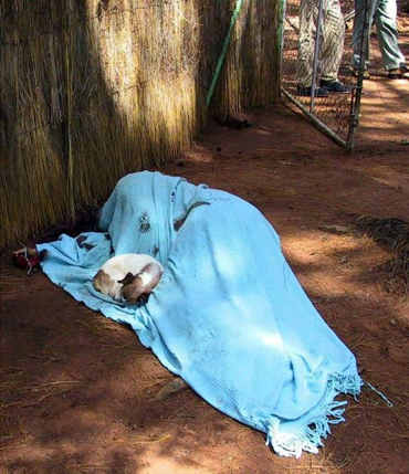   The body of Terry Ford, murdered on 19 March 2002, with his beloved dog, Squeak  
