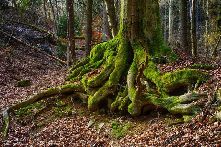 Deeply Rooted for the Future
