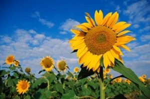 sunflower-300x198.jpg