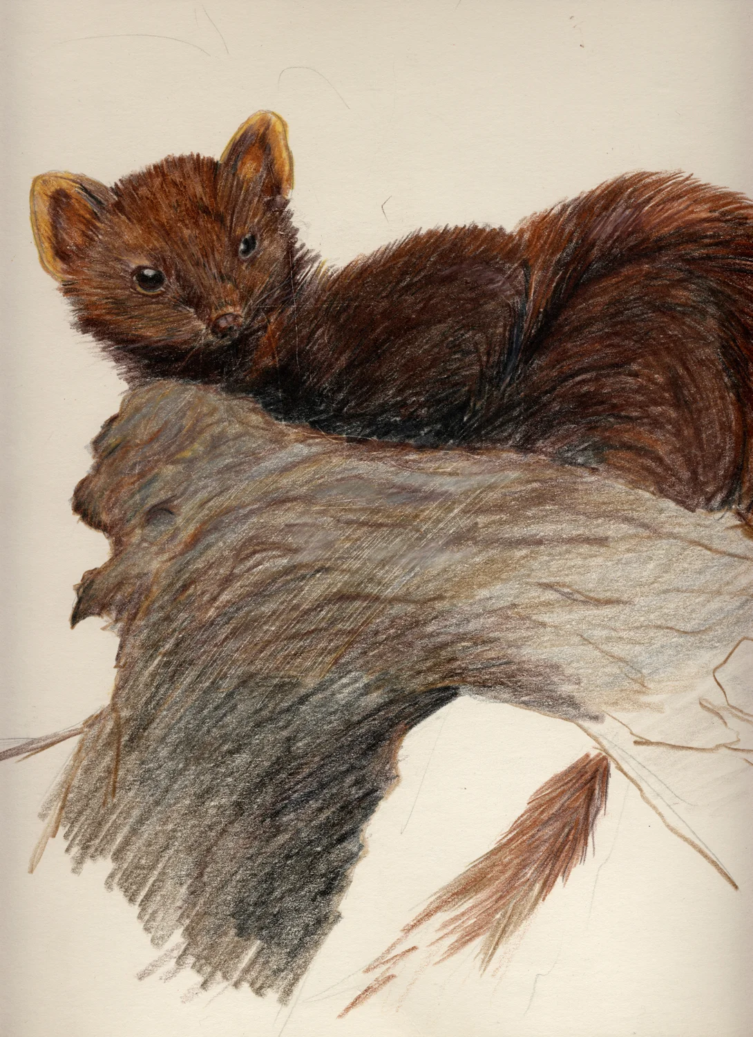 Pencil-1992-Tree-Martin_sm.jpg