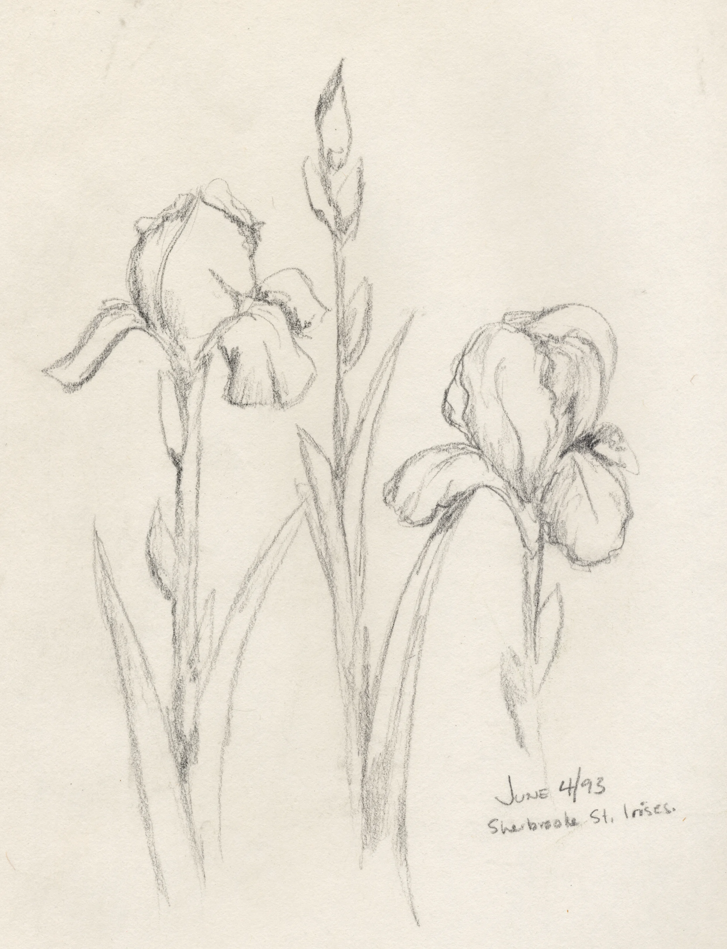 Pencil-1993-Irises.jpg