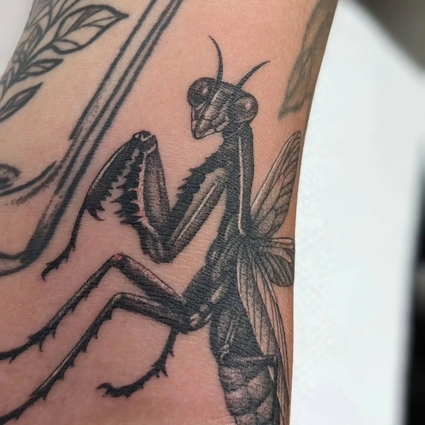 August '25. I had a lot of fun with these 💖
#tattoos #singleneedletattoo #stippling 

Oh yeah that bottle on the left I had also done a while back!  #preyingmantis #bugtattoo 

#fossils #spiraldesign #stipplingtattoo 

#lineworktattoo #twoheadedsnak