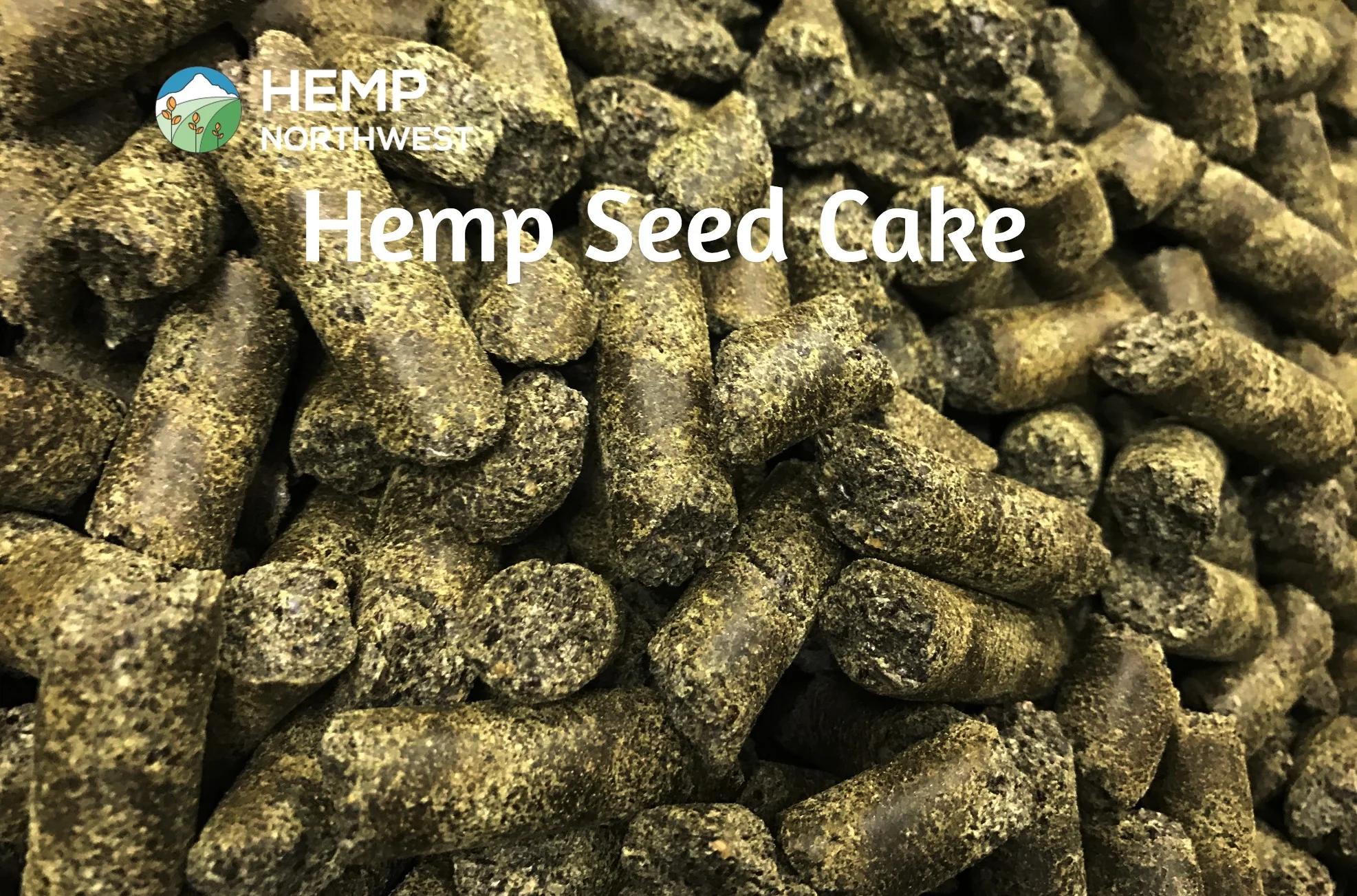 American Grown Hemp Seed Cake freshly pressed in Oregon at the Hemp Northwest Facility