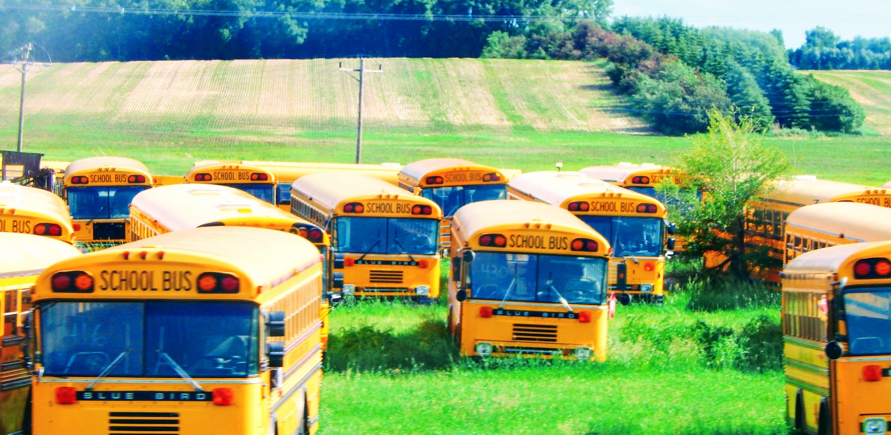 Educated Yellow.JPG