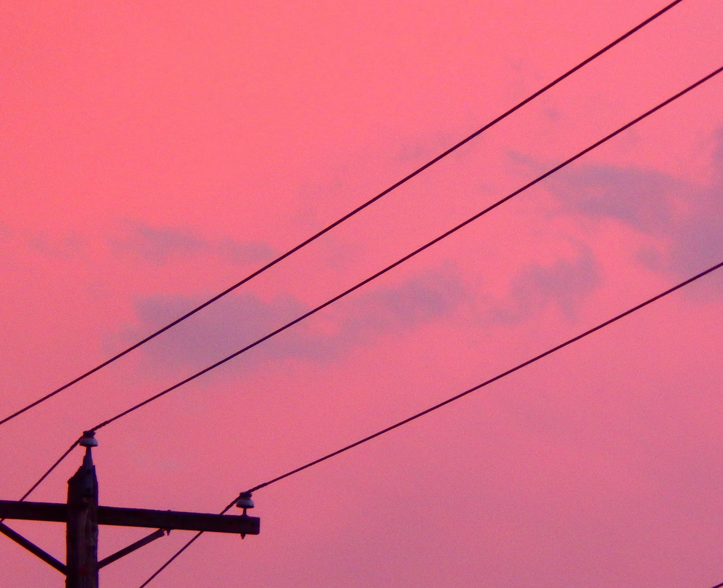 electric pink.JPG
