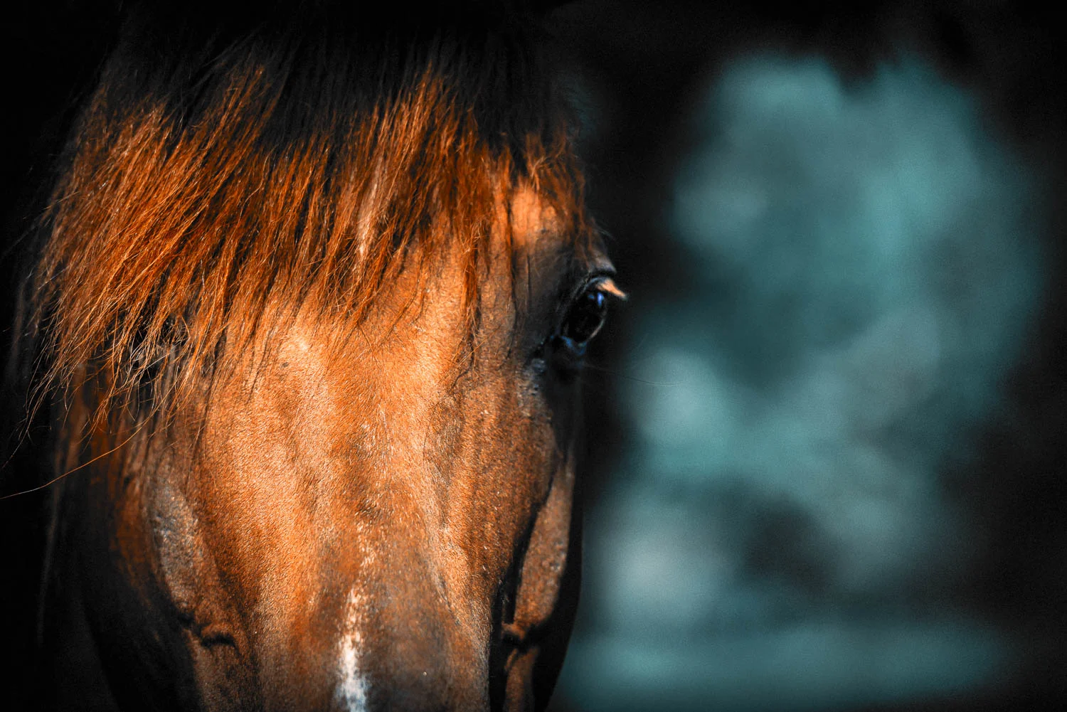 Majestic polo champion "Ellerston Hermitage", now breeding future polo stars