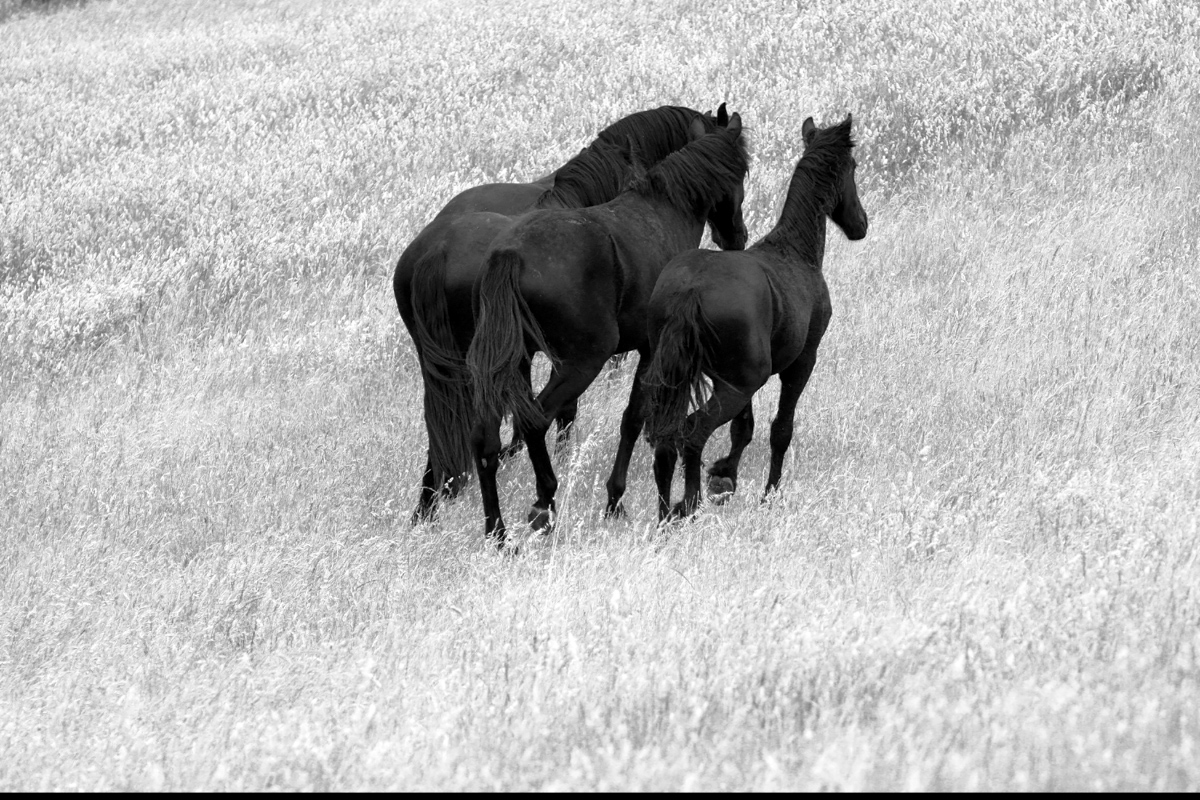 A few elements are working for me here. I love shots from behind -ie a little voyeuristic. They were my Friesian babies so I wanted to honour them. When I first moved to the Adelaide Hills it took me time to fall in love with the burnt umbers and dry elements of high summer. Then I realised how beautiful this could be in monochrome. A reasonably straightforward shot, but with several choices made to present them in my own style.