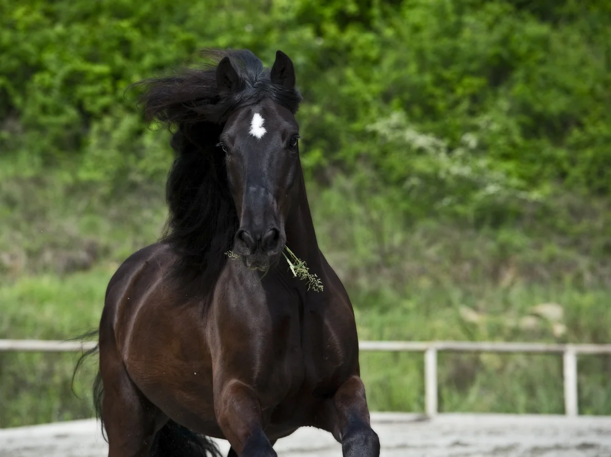 Not only was this a gorgeous boy to shoot, he was fun to ride back from a wine and cheese feast. Hilarious.