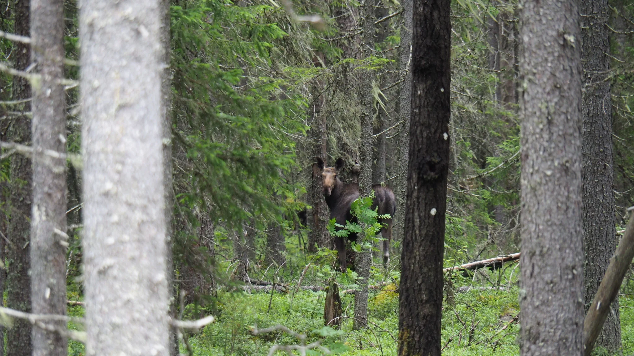 Oog in oog met een eland, Russen en Finse wijn / Kuhmo - Ilomantsi