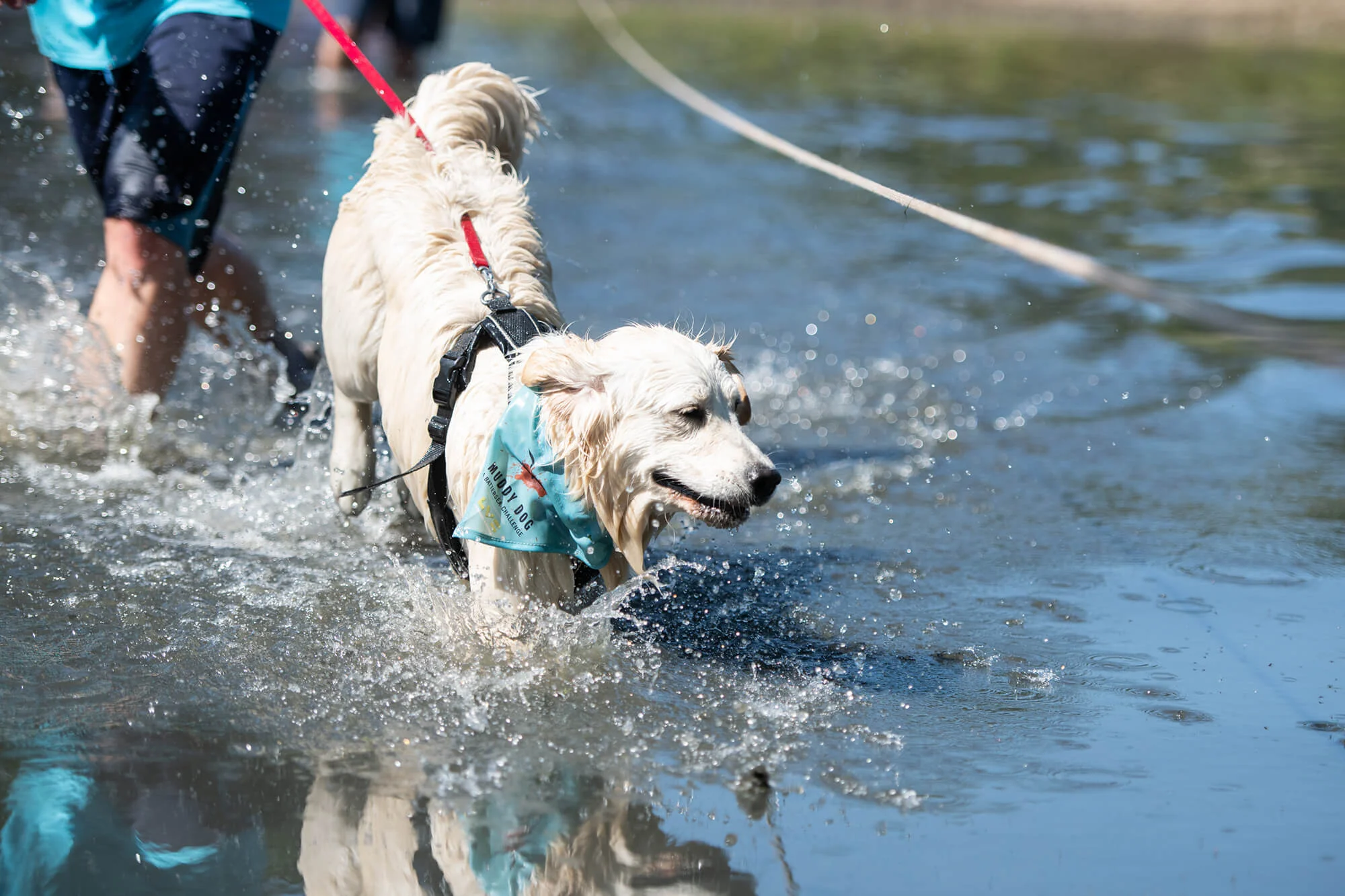 Muddy Dog Challenge Windsor 2018