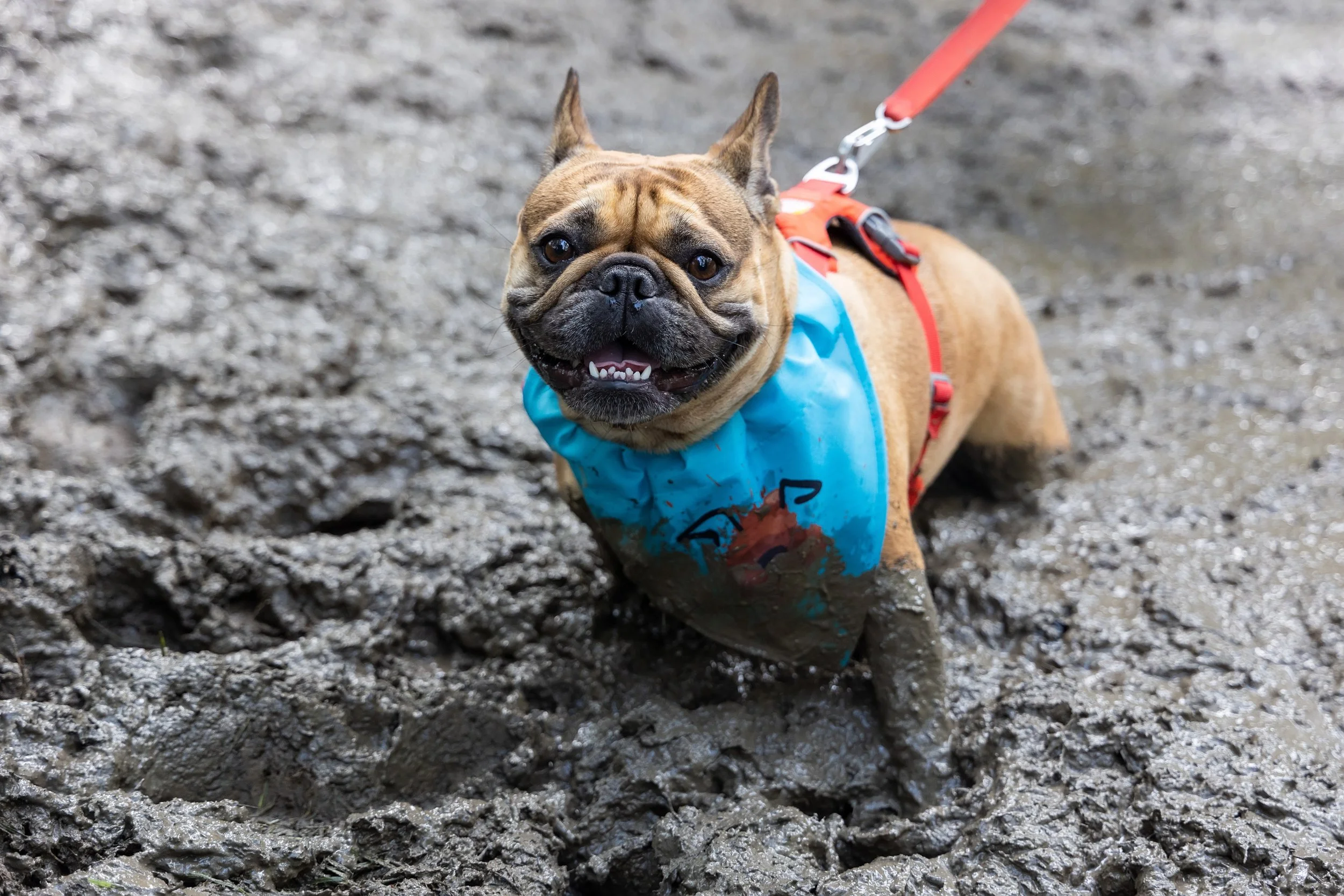 Muddy Dog Challenge 2024